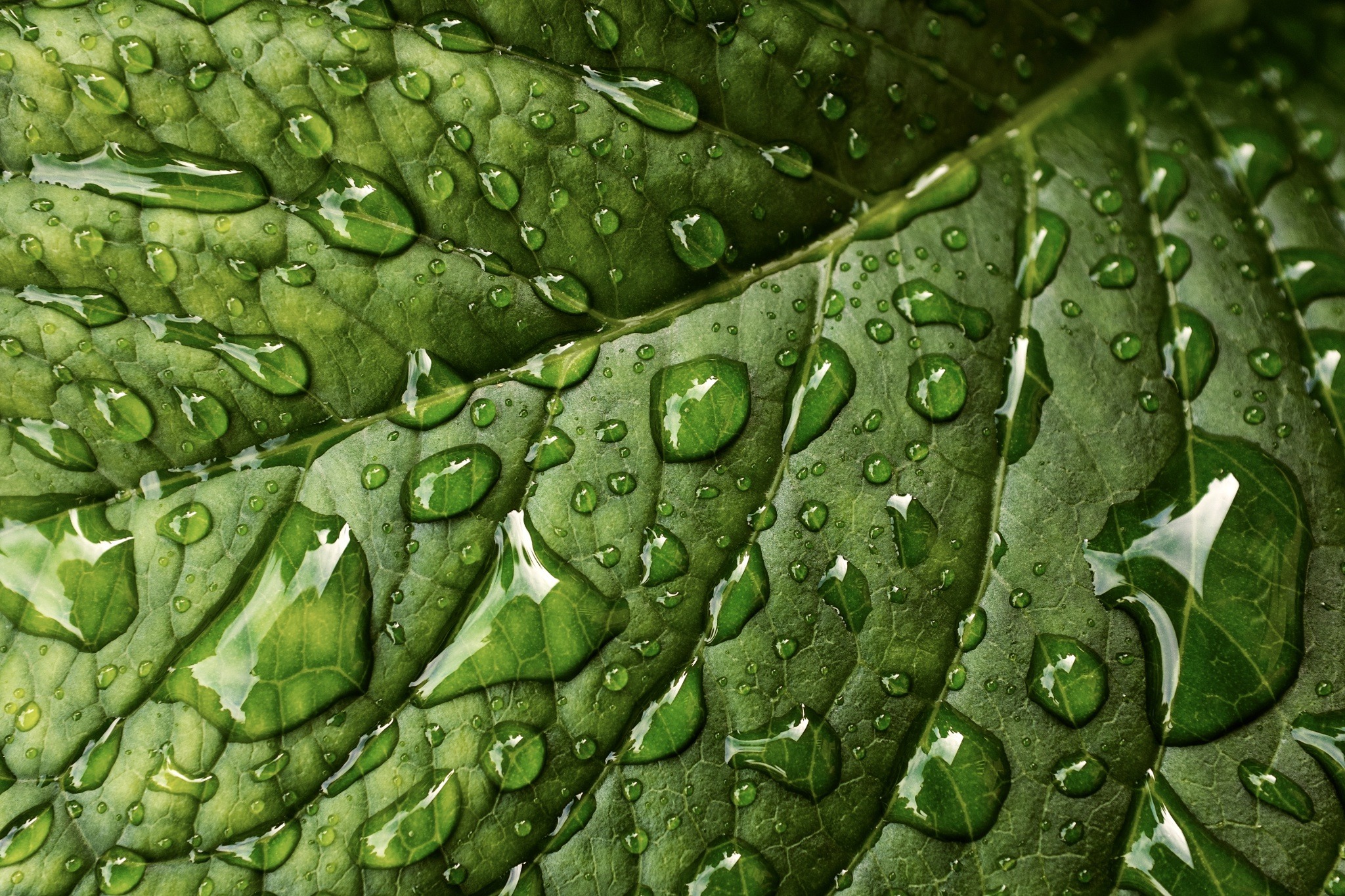 Free download wallpaper Macro, Texture, Leaf, Earth, Dew, Water Drop on your PC desktop