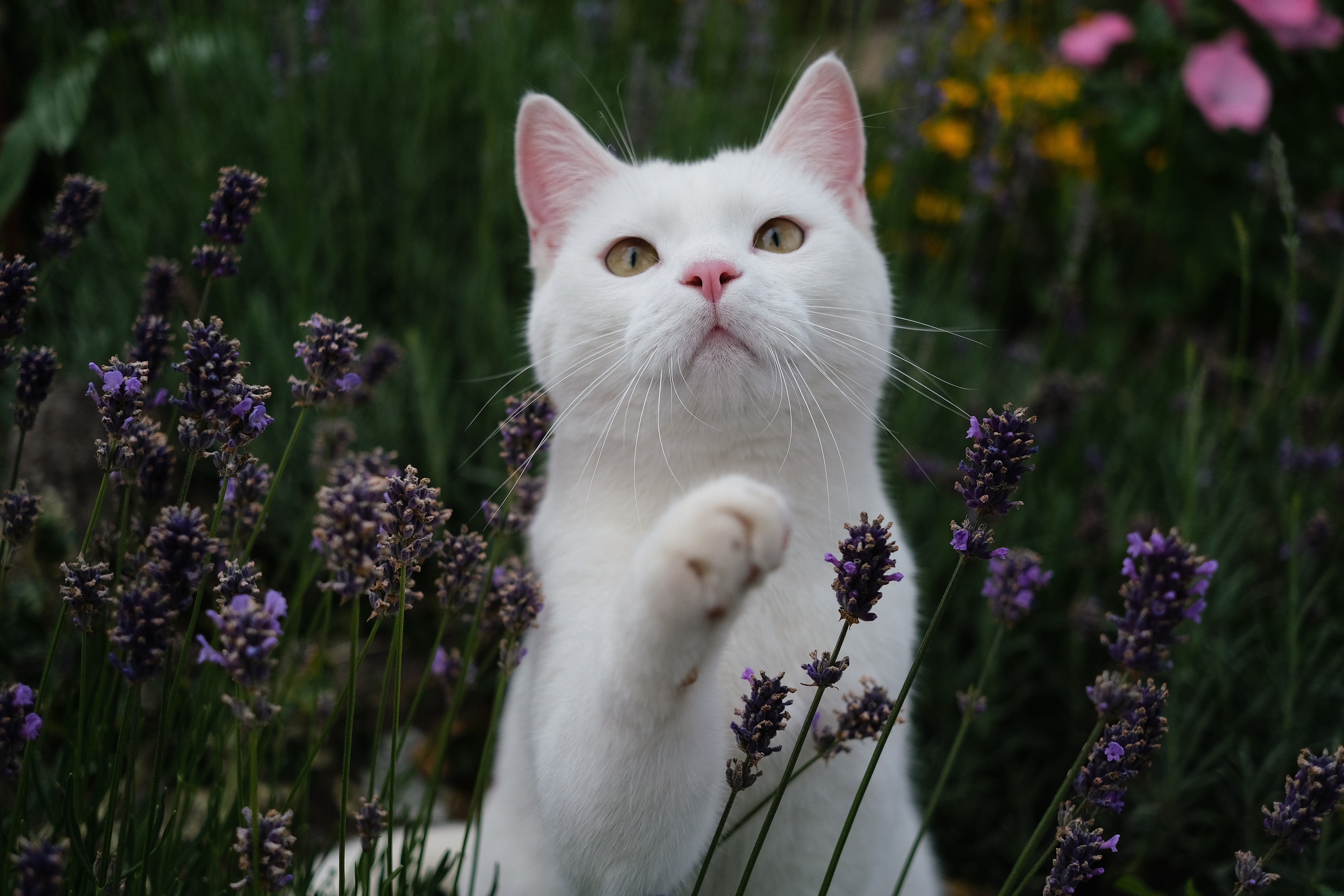 Descarga gratuita de fondo de pantalla para móvil de Animales, Gatos, Gato.