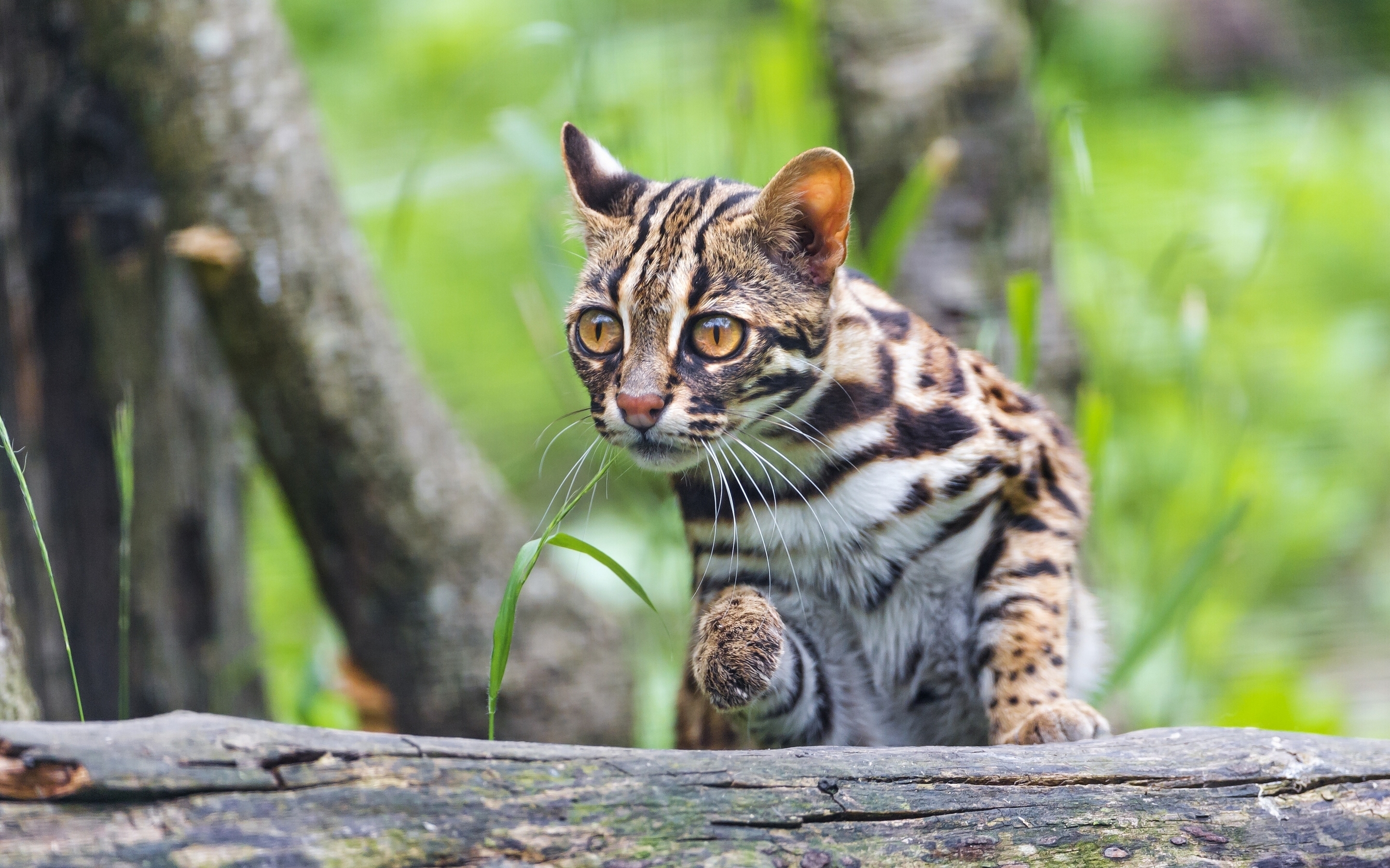 999655 Bild herunterladen tiere, wilde katze, katze, leopard katze - Hintergrundbilder und Bildschirmschoner kostenlos
