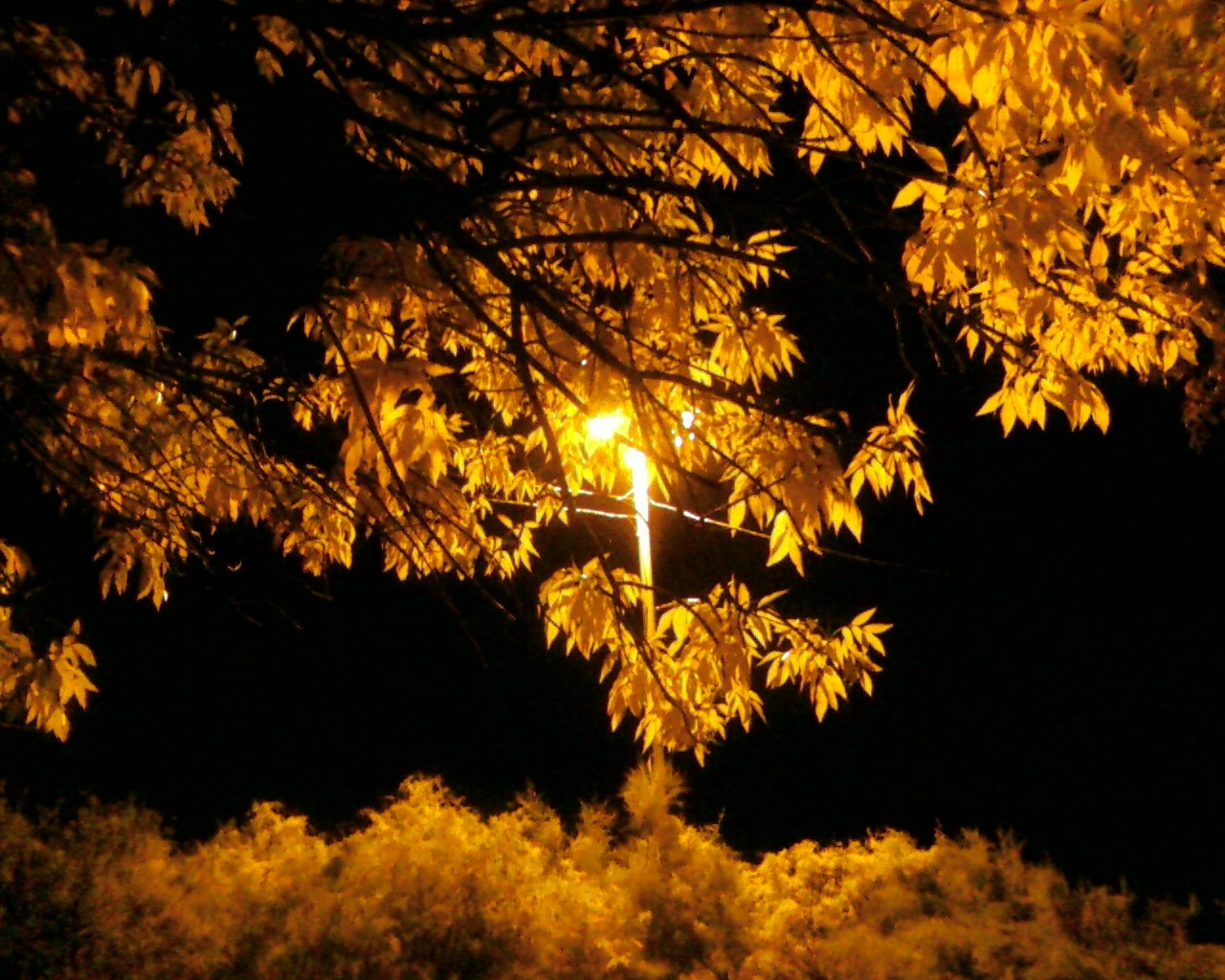 Скачать картинку Листья, Деревья, Пейзаж, Осень в телефон бесплатно.