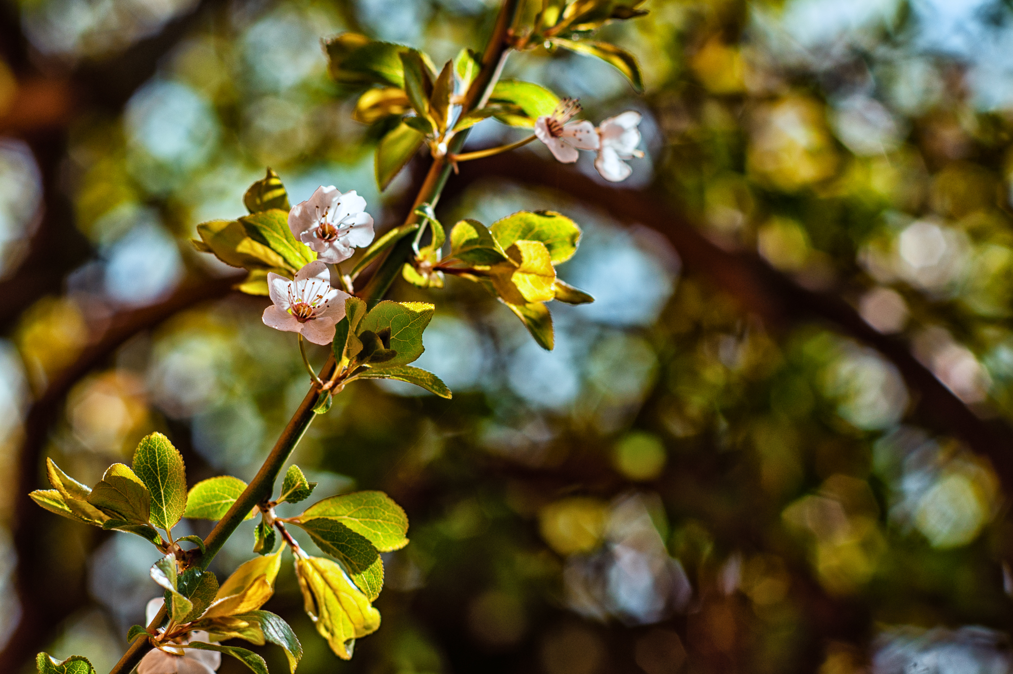 Descargar fondos de escritorio de Flor De Cornus HD