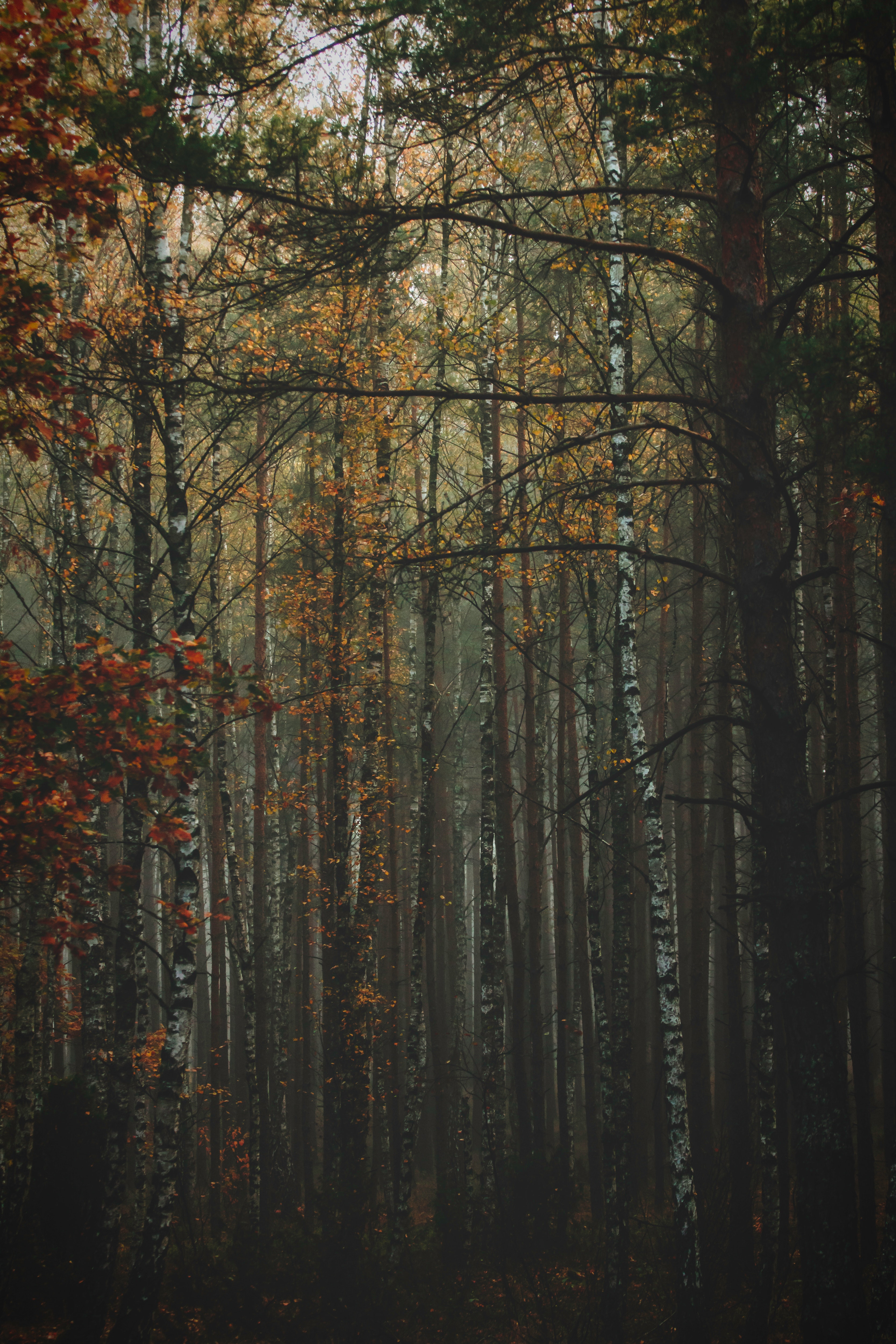 108234 завантажити картинку природа, дерева, осінь, ліс, туман, стовбури, шини, кора - шпалери і заставки безкоштовно