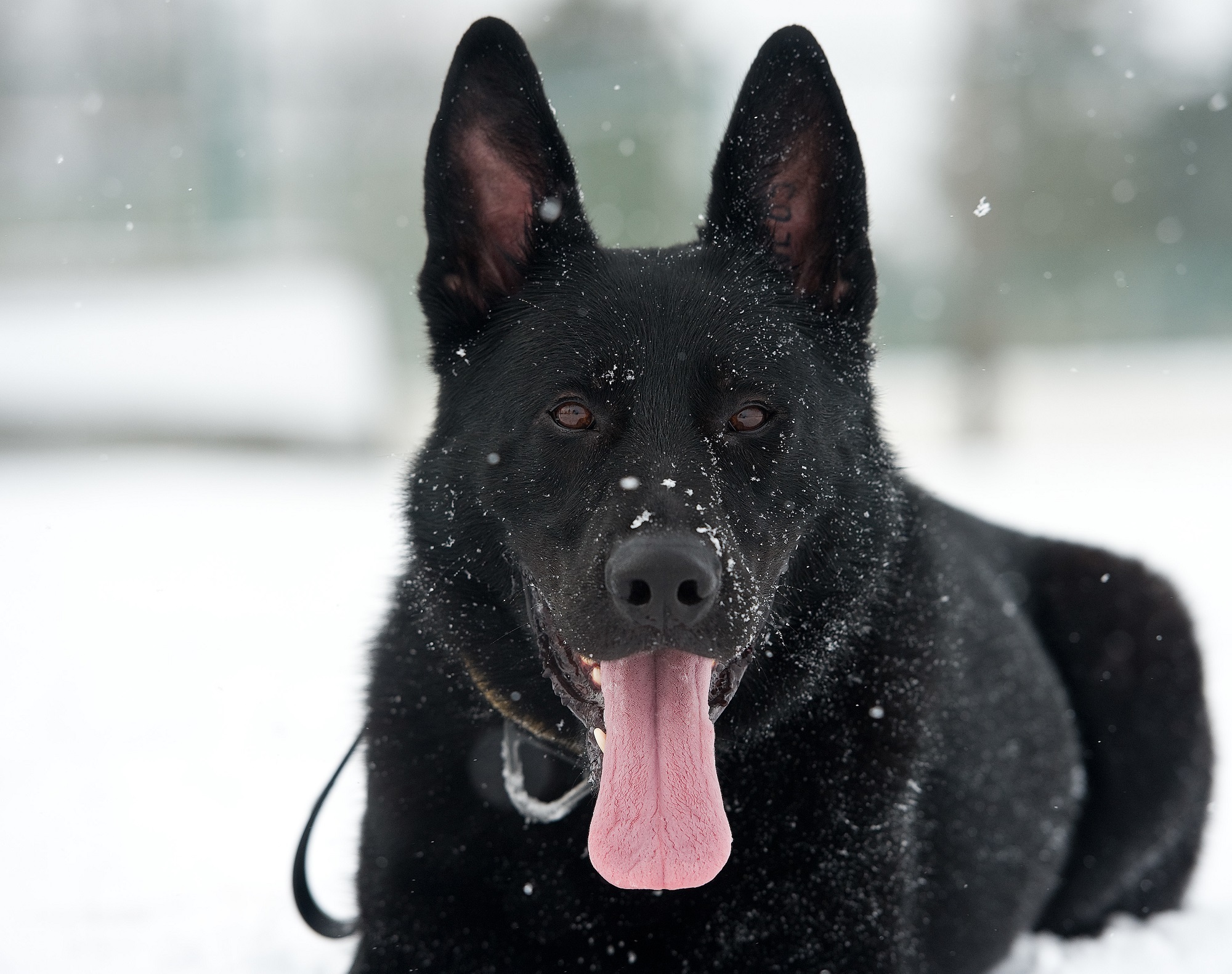 107763 Bild herunterladen tiere, schnee, hund, hervorstehende zunge, zunge herausgeklemmt, deutscher schäferhund - Hintergrundbilder und Bildschirmschoner kostenlos