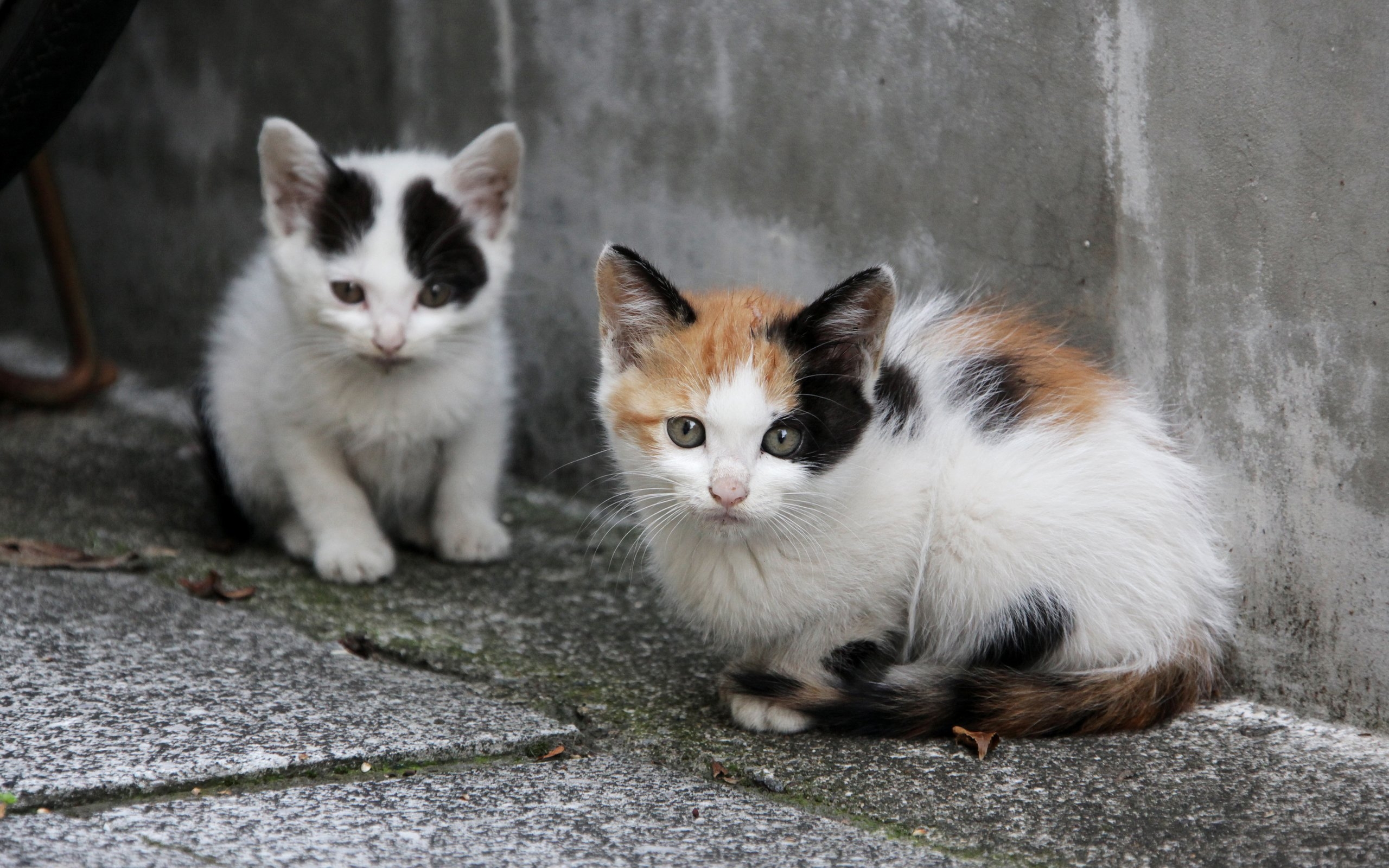 Baixe gratuitamente a imagem Gato, Gatos, Animais na área de trabalho do seu PC