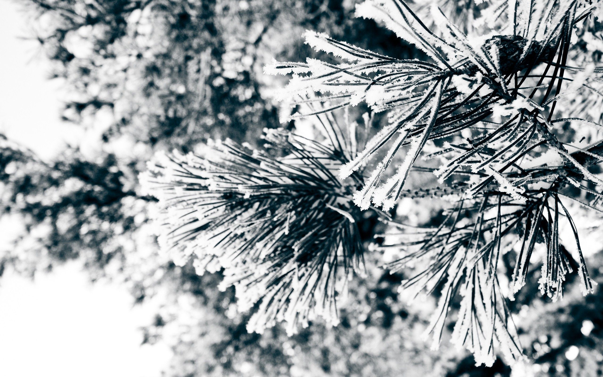 macro, branches, spruce, fir, needles