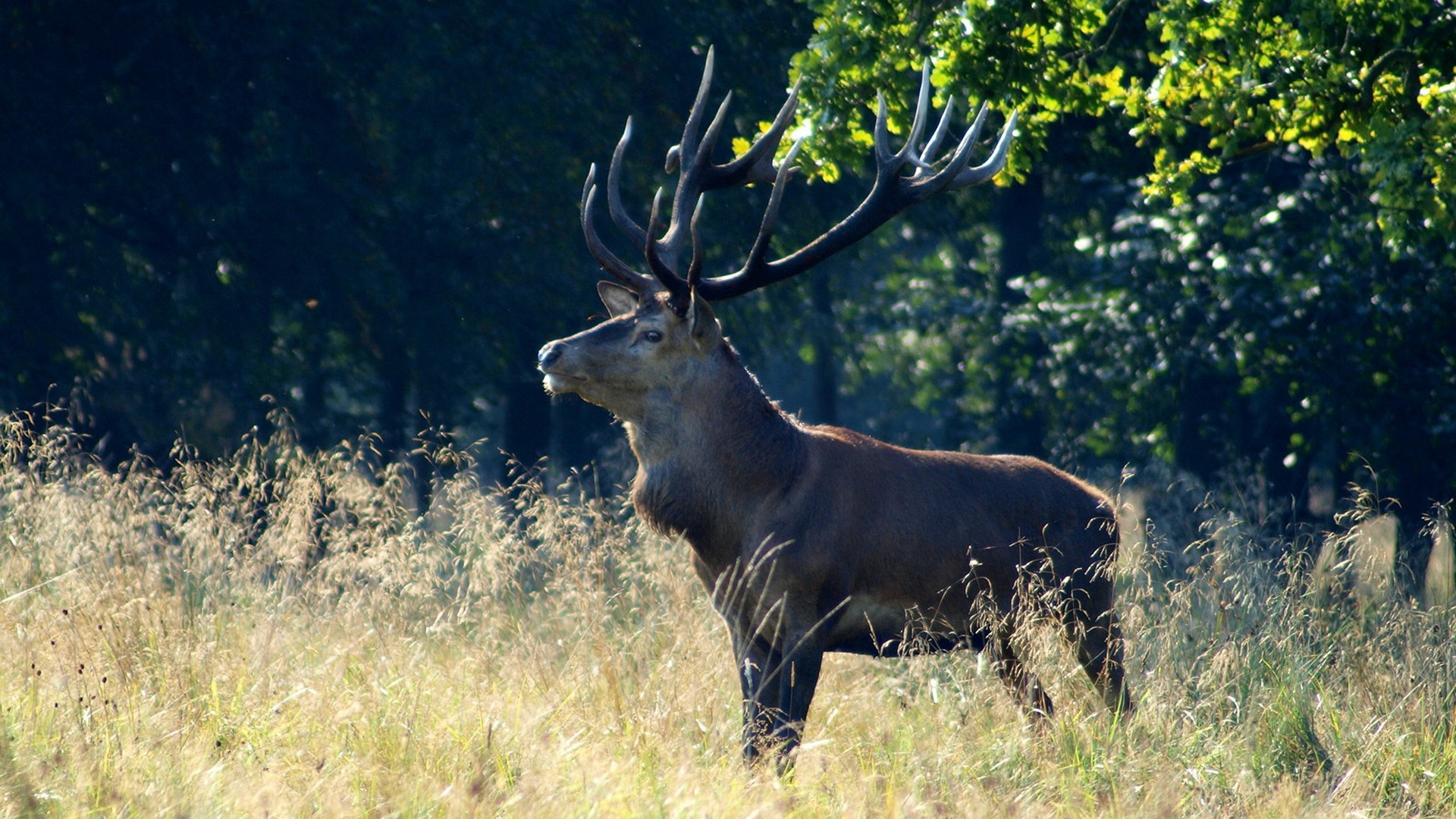 Handy-Wallpaper Tiere, Hirsch kostenlos herunterladen.