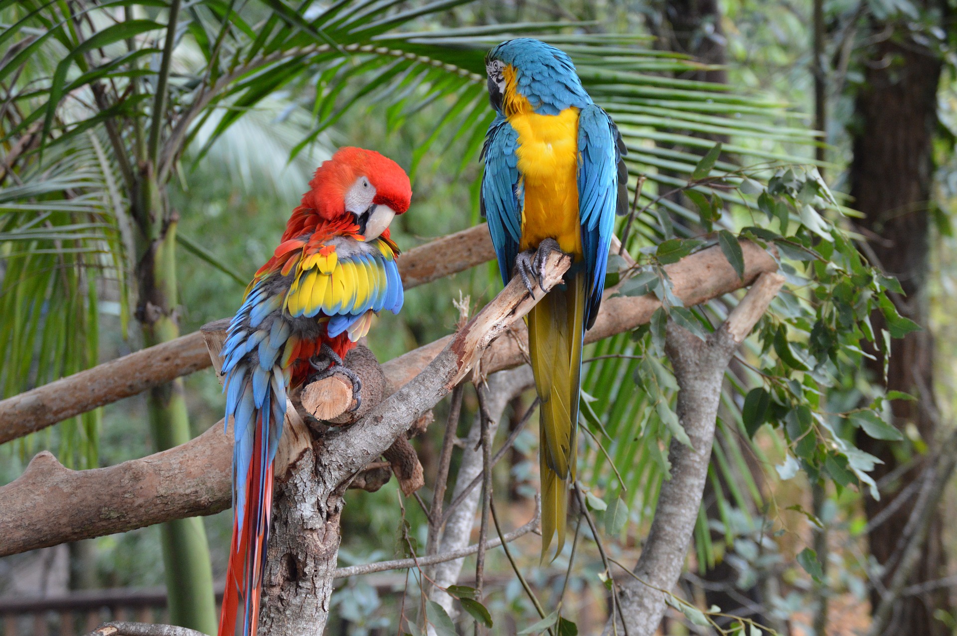 Free download wallpaper Birds, Bird, Branch, Animal, Macaw, Parrot, Blue And Yellow Macaw, Scarlet Macaw on your PC desktop