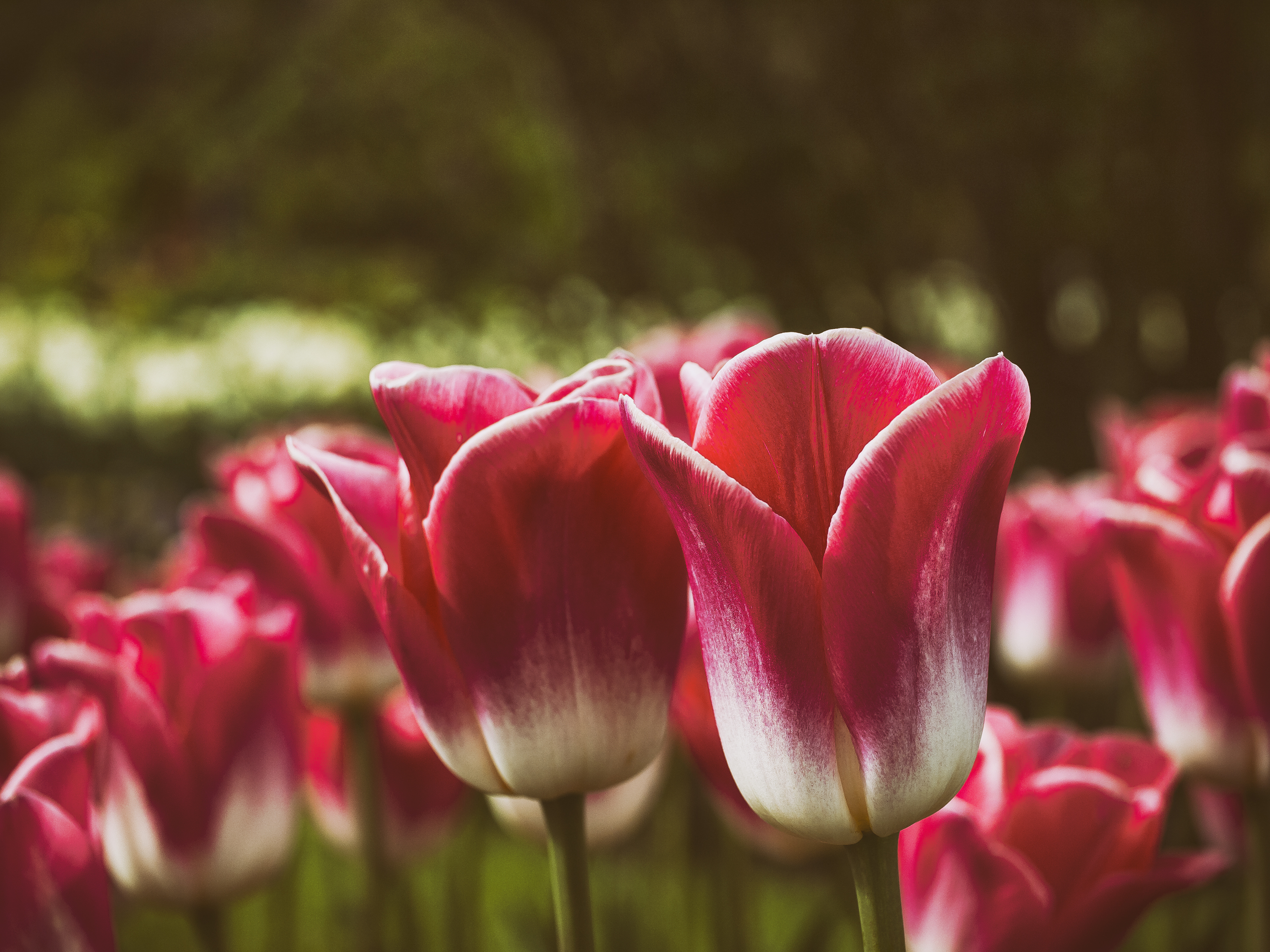 Téléchargez gratuitement l'image Fleurs, Fleur, Tulipe, Fleur Rouge, La Nature, Terre/nature sur le bureau de votre PC