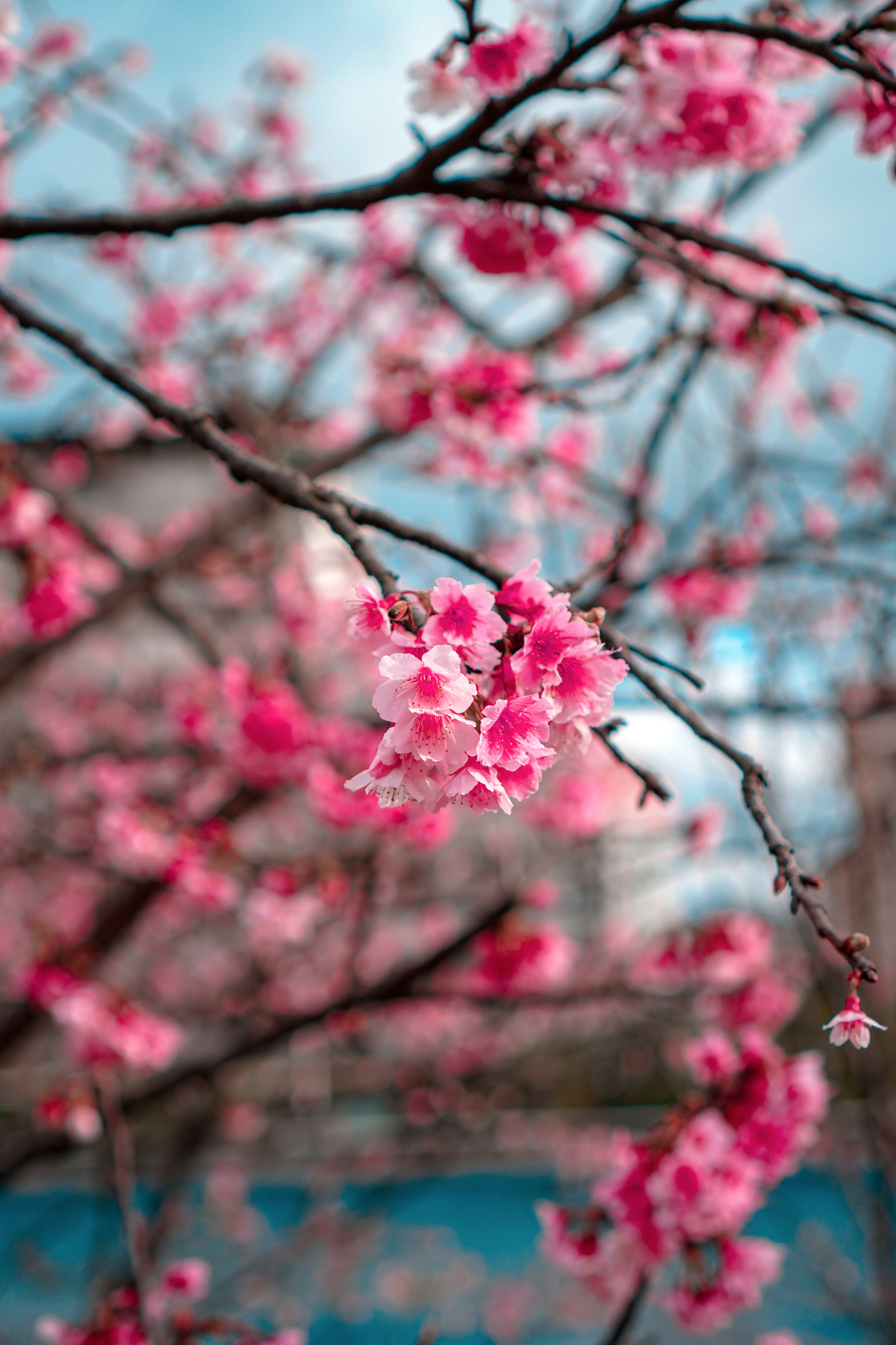 sakura, flowers, macro, bloom, flowering, branch