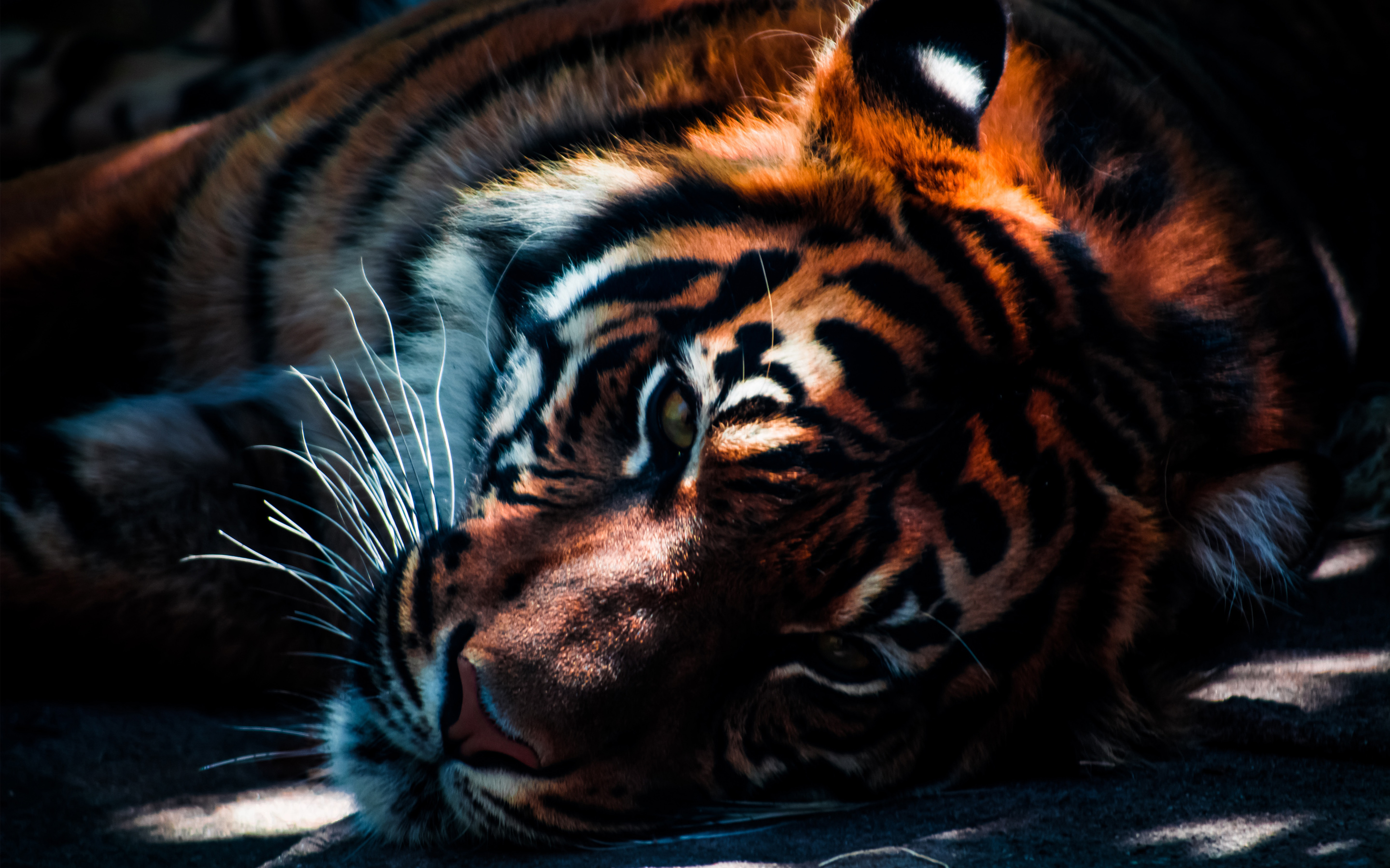 Free download wallpaper Cats, Tiger, Animal on your PC desktop