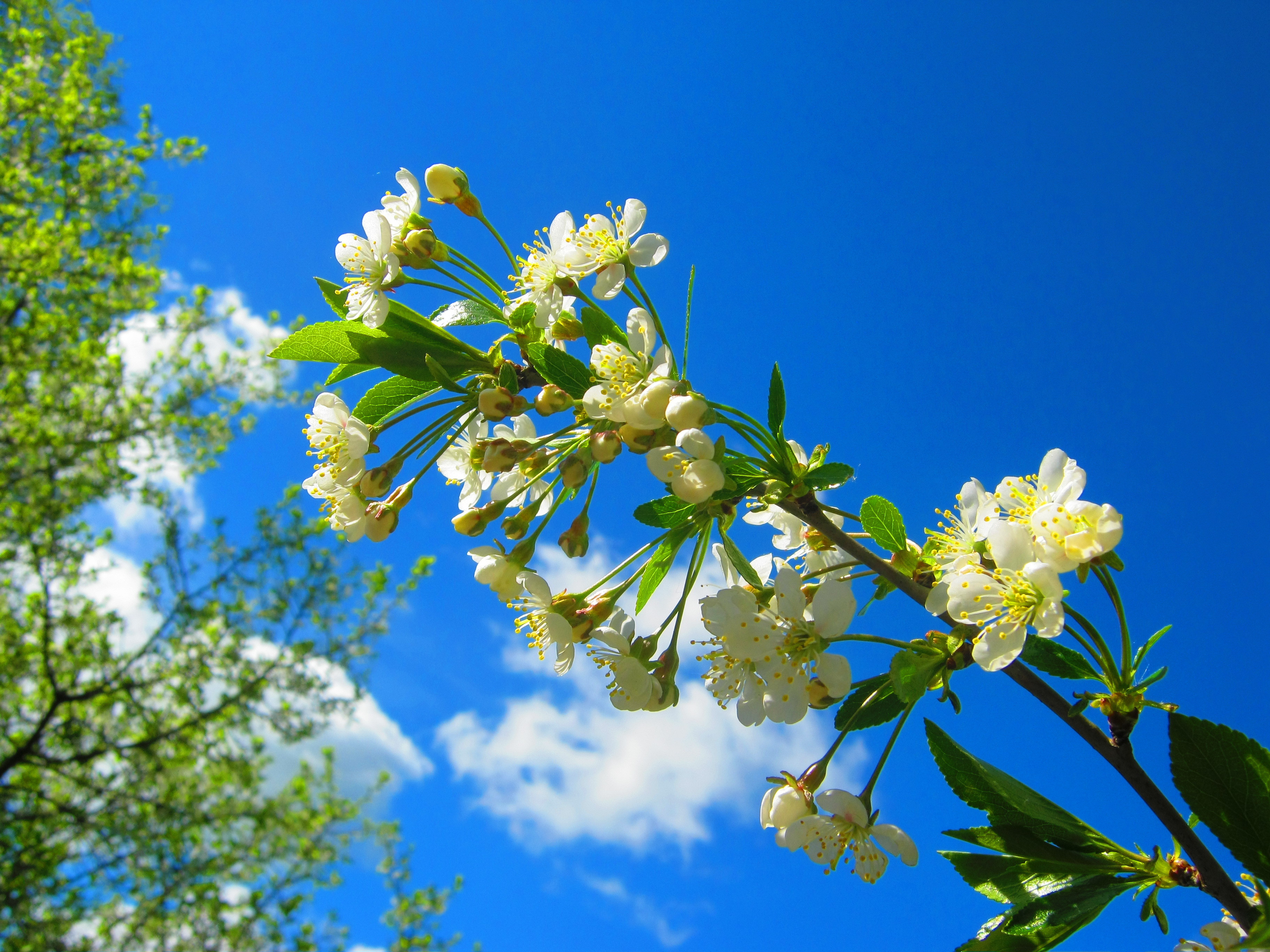 Free download wallpaper Flowers, Earth, Blossom on your PC desktop