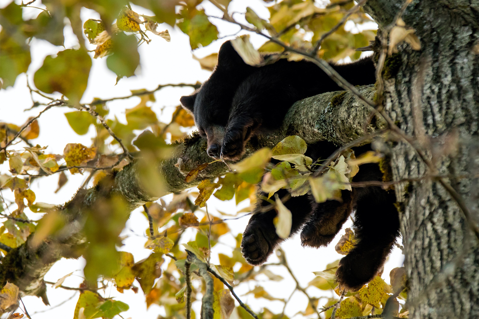 Download mobile wallpaper Bears, Bear, Branch, Animal, Sleeping, Baby Animal, Cub for free.