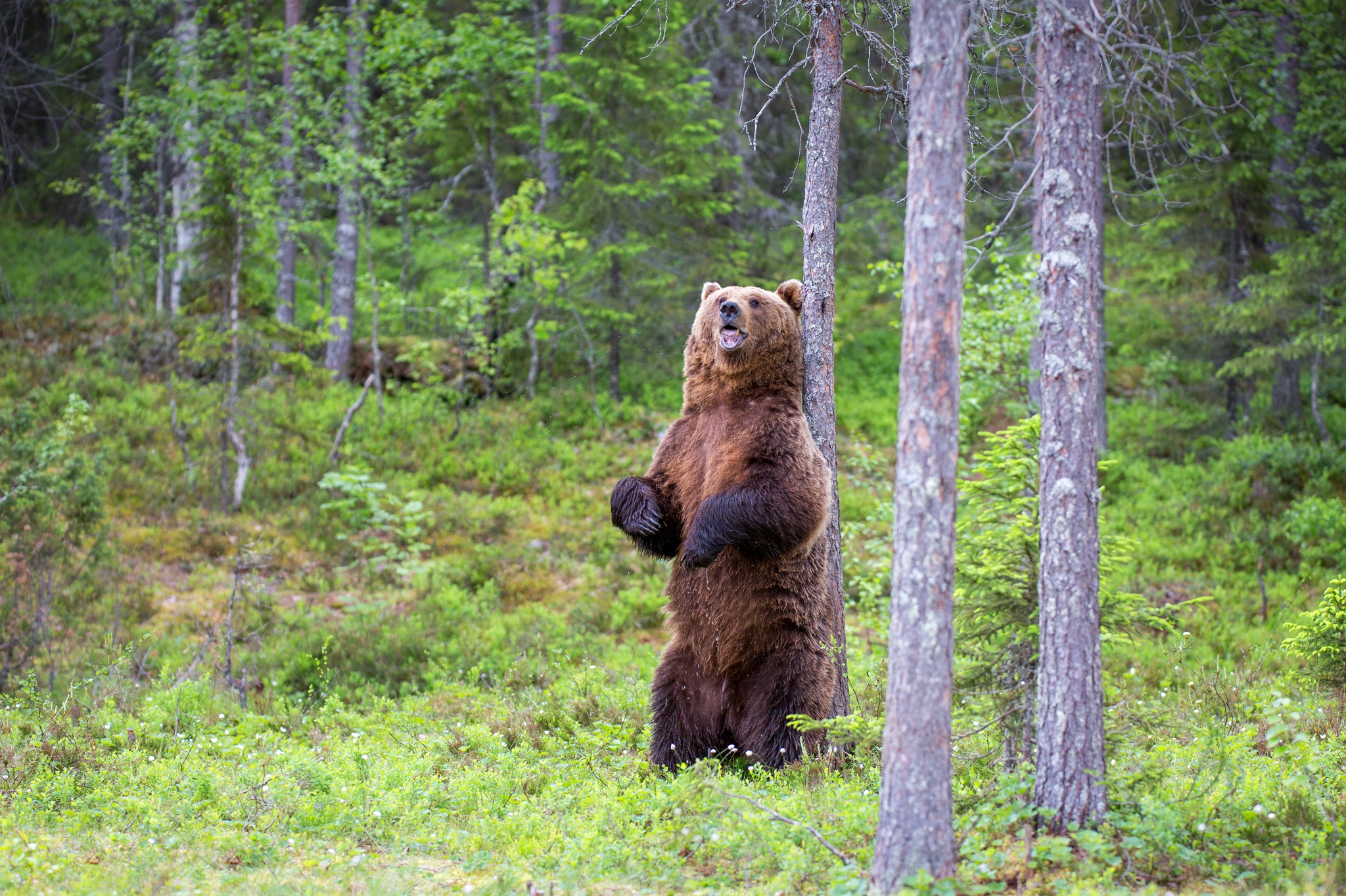 465276 descargar imagen oso, animales, osos: fondos de pantalla y protectores de pantalla gratis