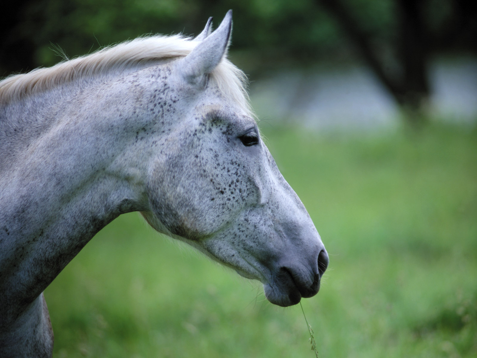 PCデスクトップに動物, 馬画像を無料でダウンロード