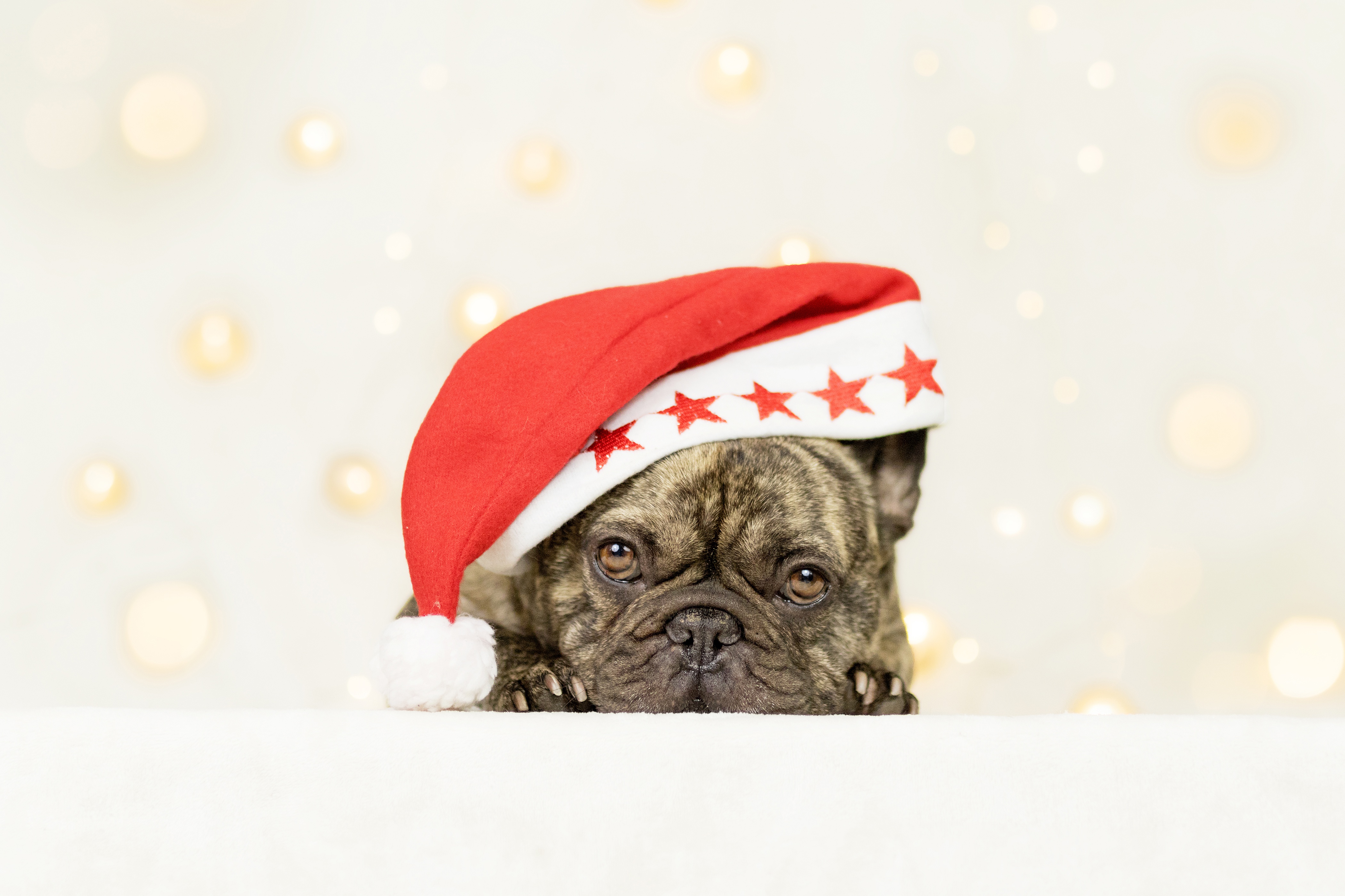 Handy-Wallpaper Tiere, Hunde, Hund, Weihnachtsmütze, Französisch Bulldogge kostenlos herunterladen.