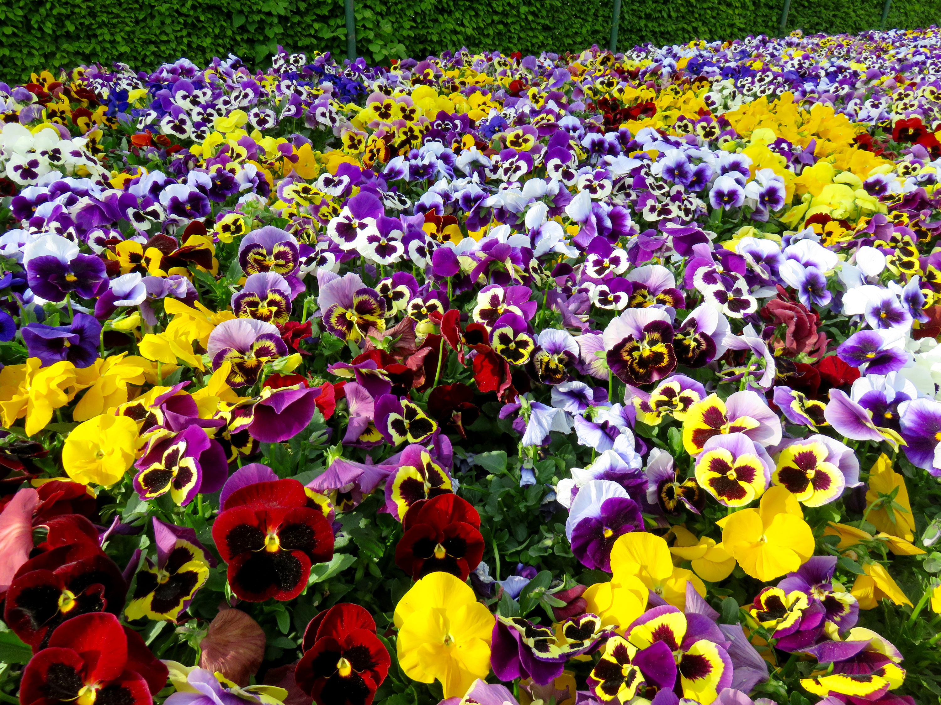 Download mobile wallpaper Flowers, Flower, Earth, Colors, Colorful, Yellow Flower, Purple Flower, Red Flower, Pansy for free.