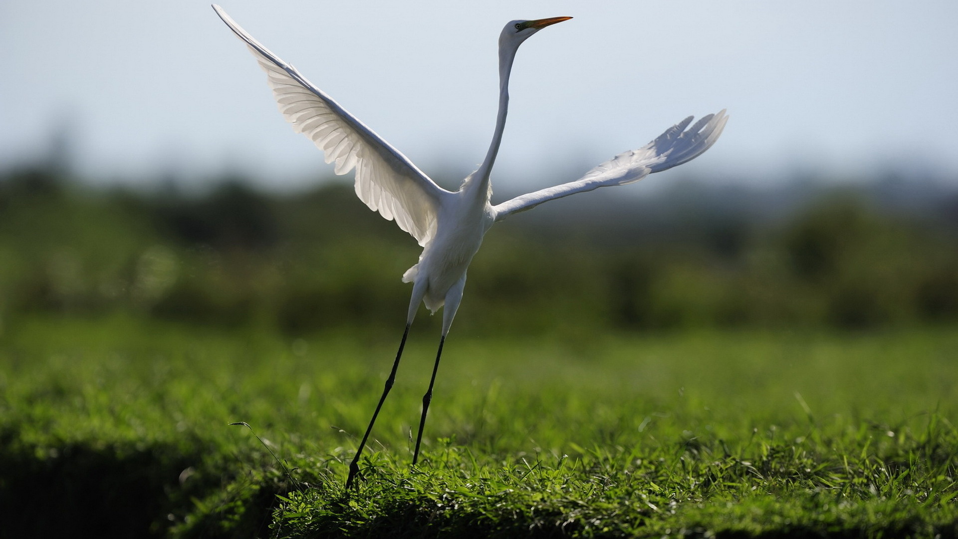 Free download wallpaper Bird, Animal on your PC desktop