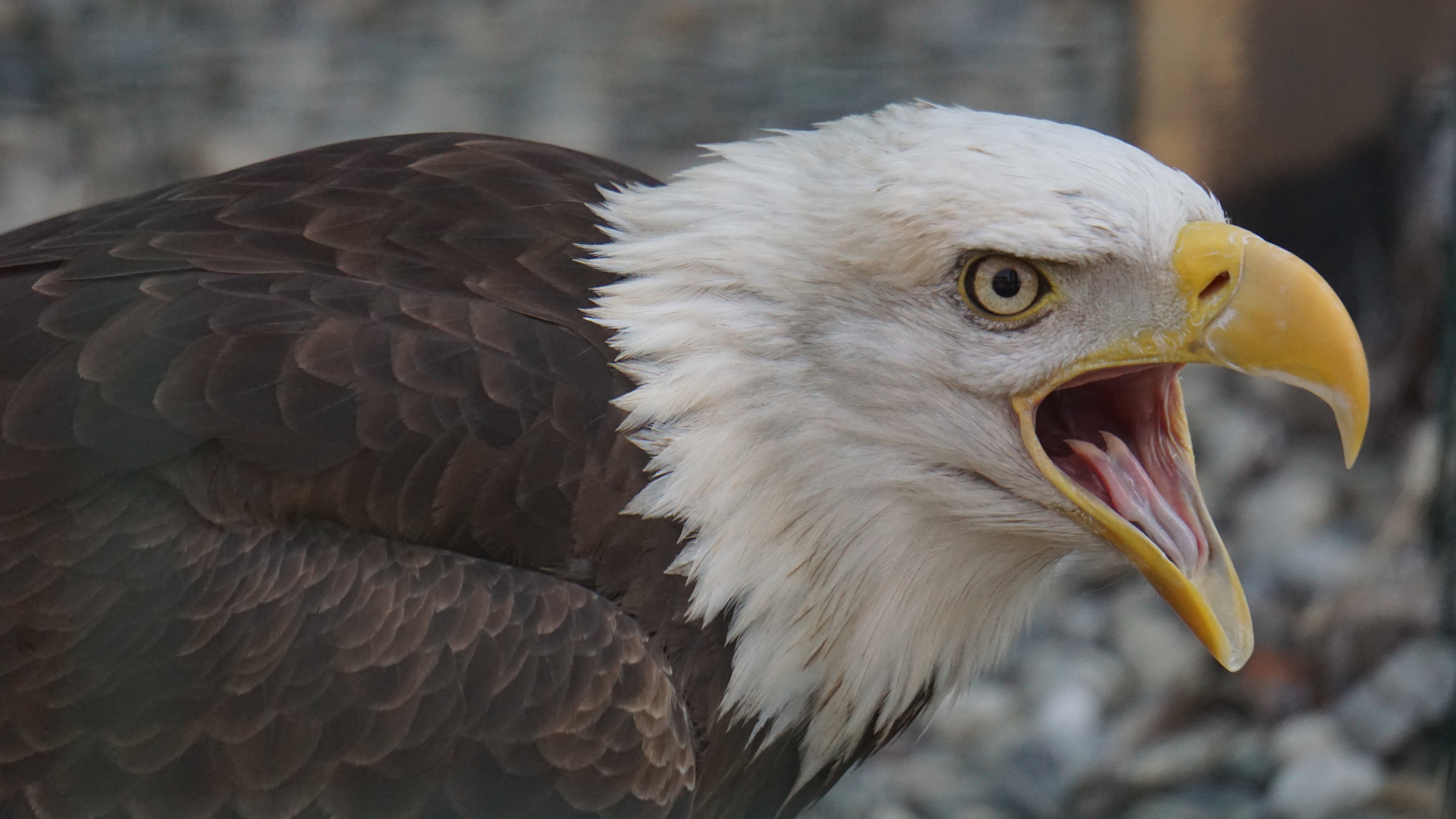 Download mobile wallpaper Birds, Animal, Eagle, Bald Eagle for free.