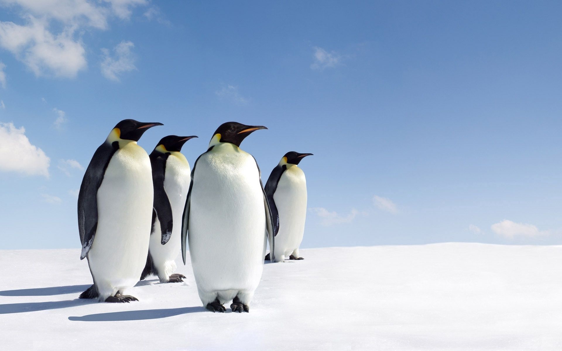 119917 завантажити шпалери тварини, пінгвіни, сніг, прогулянка, прогулятися, родина - заставки і картинки безкоштовно