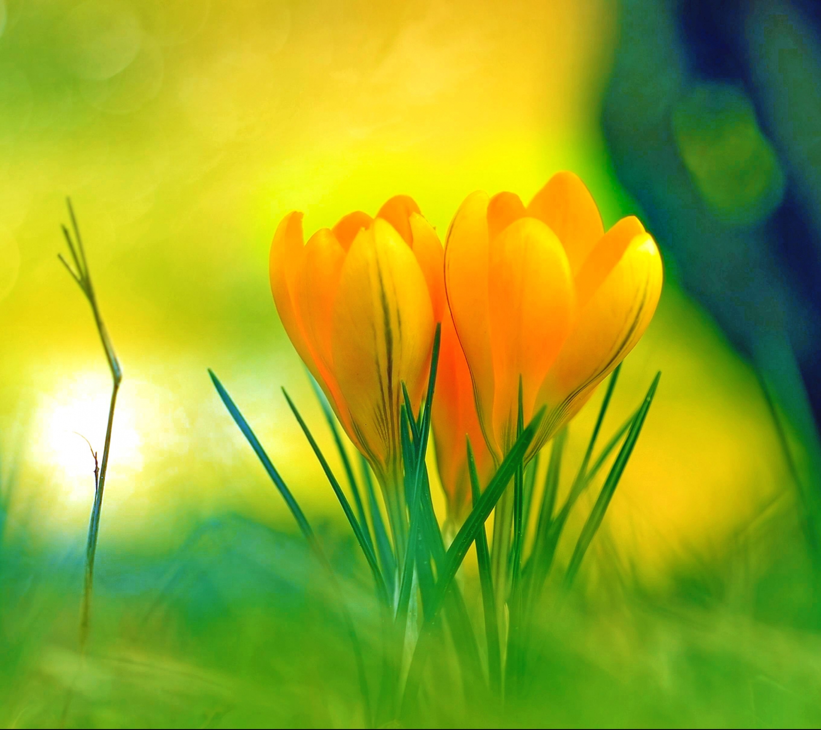 Descarga gratuita de fondo de pantalla para móvil de Flores, Flor, Primavera, Azafrán, Flor Amarilla, Tierra/naturaleza.