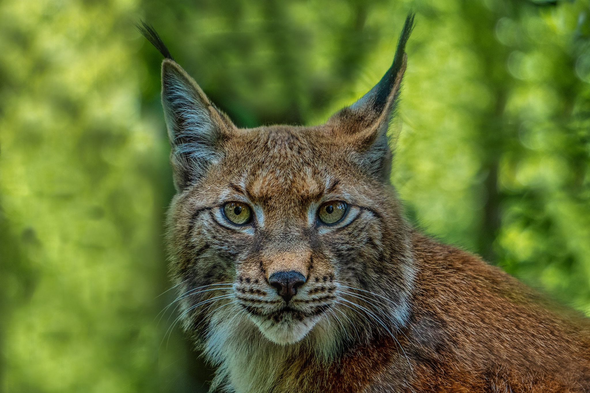 Download mobile wallpaper Cats, Animal, Lynx, Stare for free.