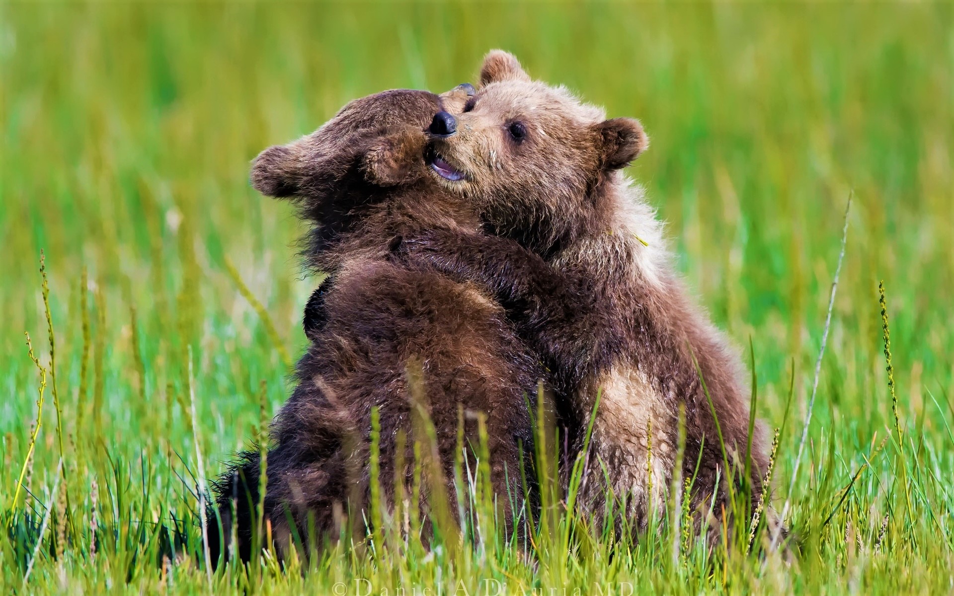 Free download wallpaper Bears, Love, Bear, Animal, Cute, Hug, Baby Animal, Cub on your PC desktop