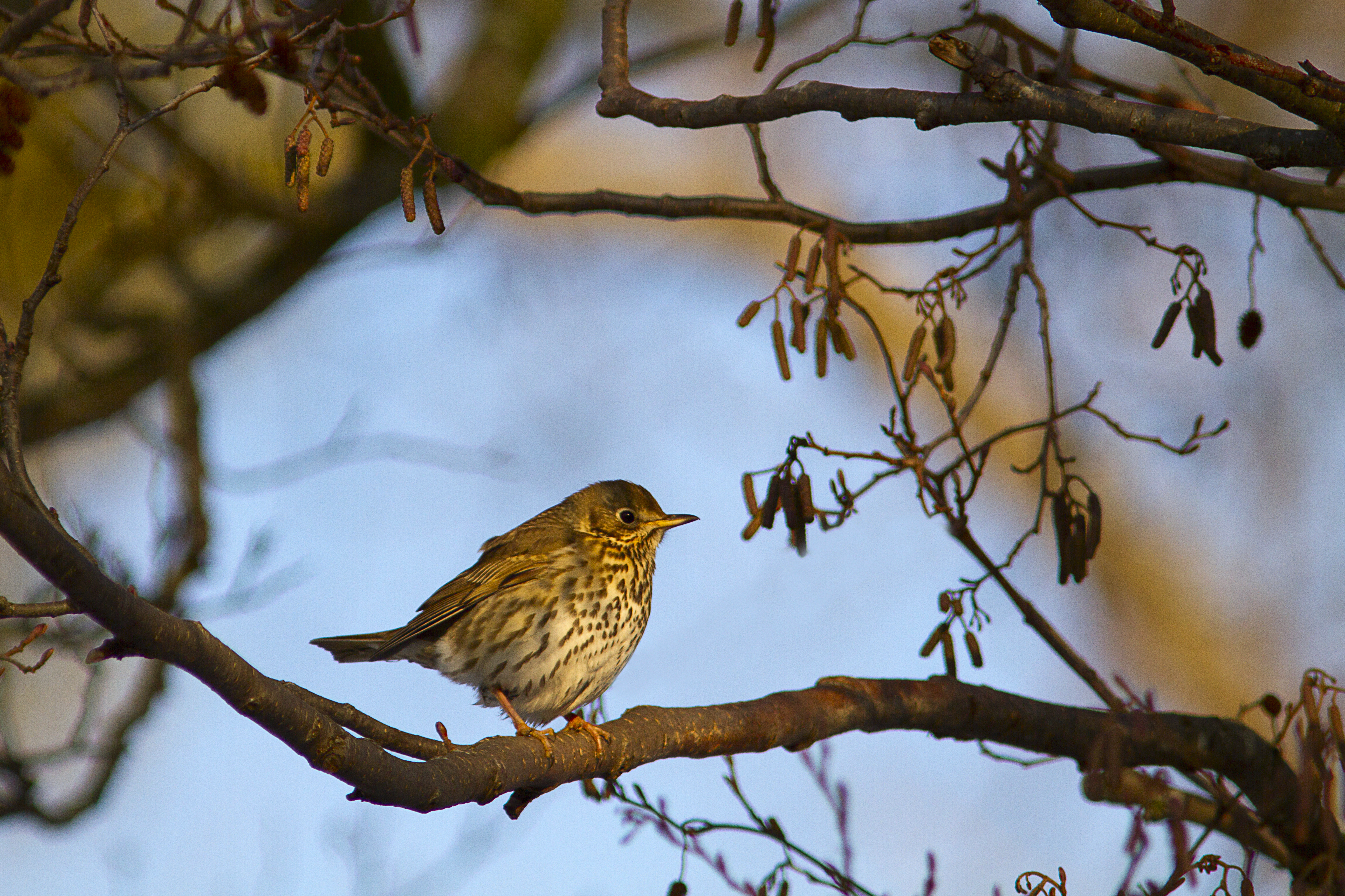 Free download wallpaper Bird, Birds, Animal on your PC desktop