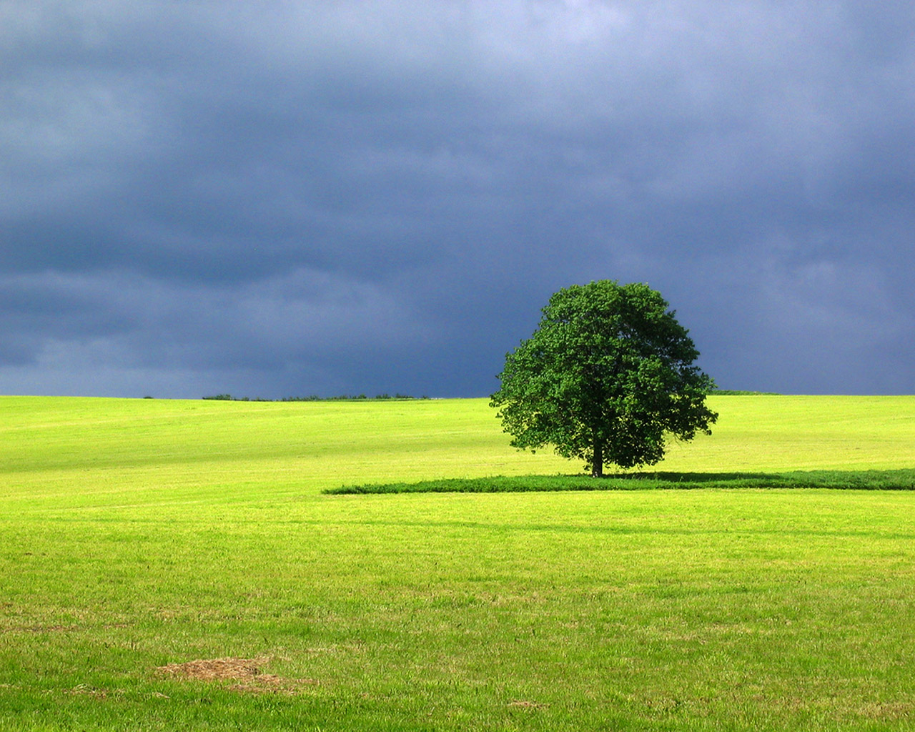 Descarga gratuita de fondo de pantalla para móvil de Árbol, Tierra/naturaleza.