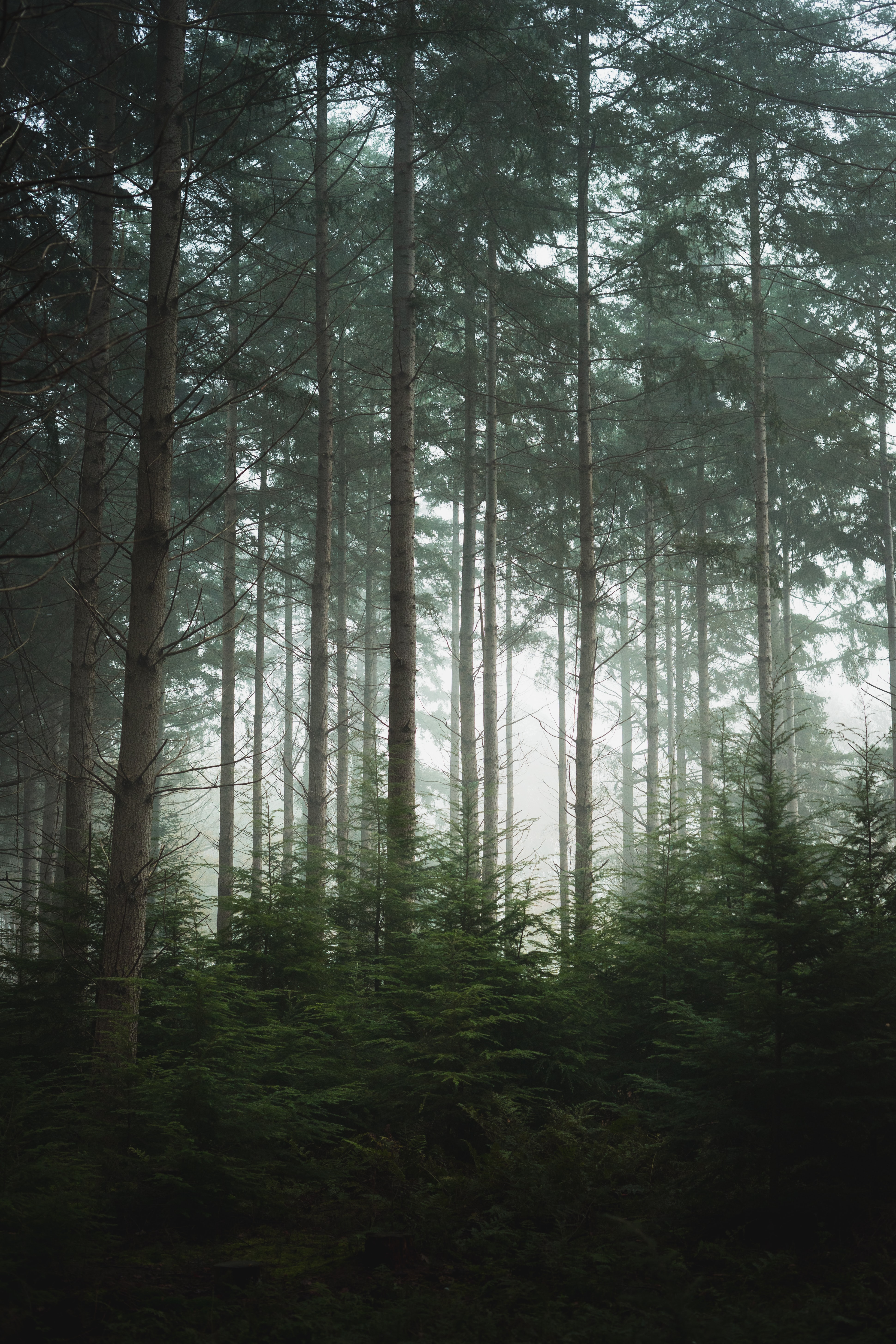 Скачать картинку Сосны, Туман, Деревья, Лес, Природа в телефон бесплатно.