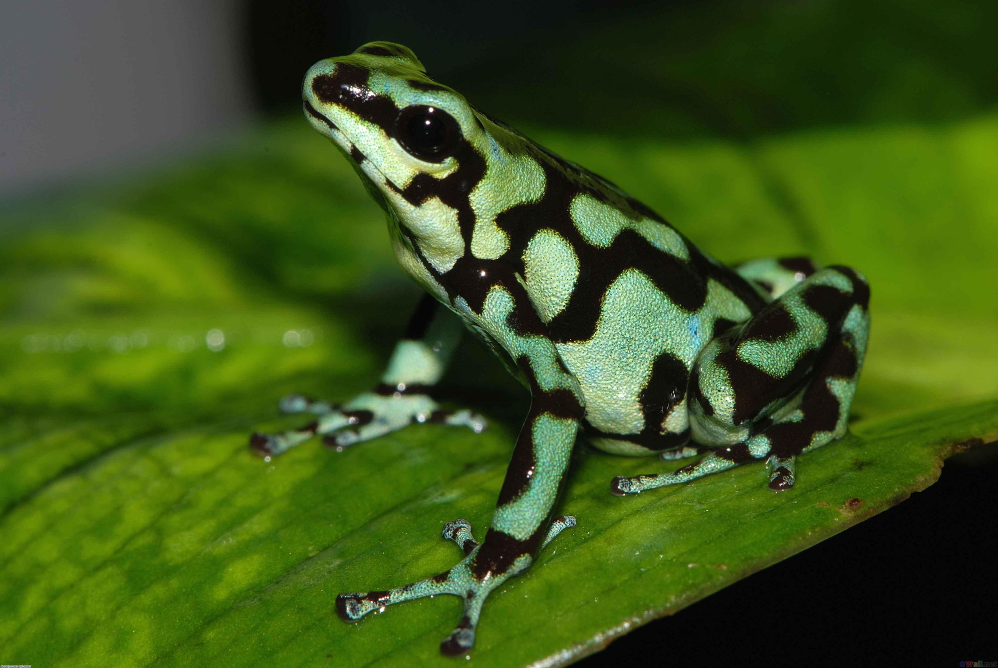 Download mobile wallpaper Frogs, Animal, Frog, Poison Dart Frog for free.