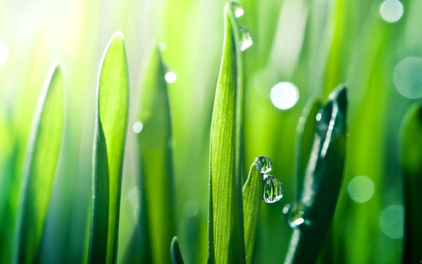 grass, smooth, blur, drops, macro, dew wallpapers for tablet