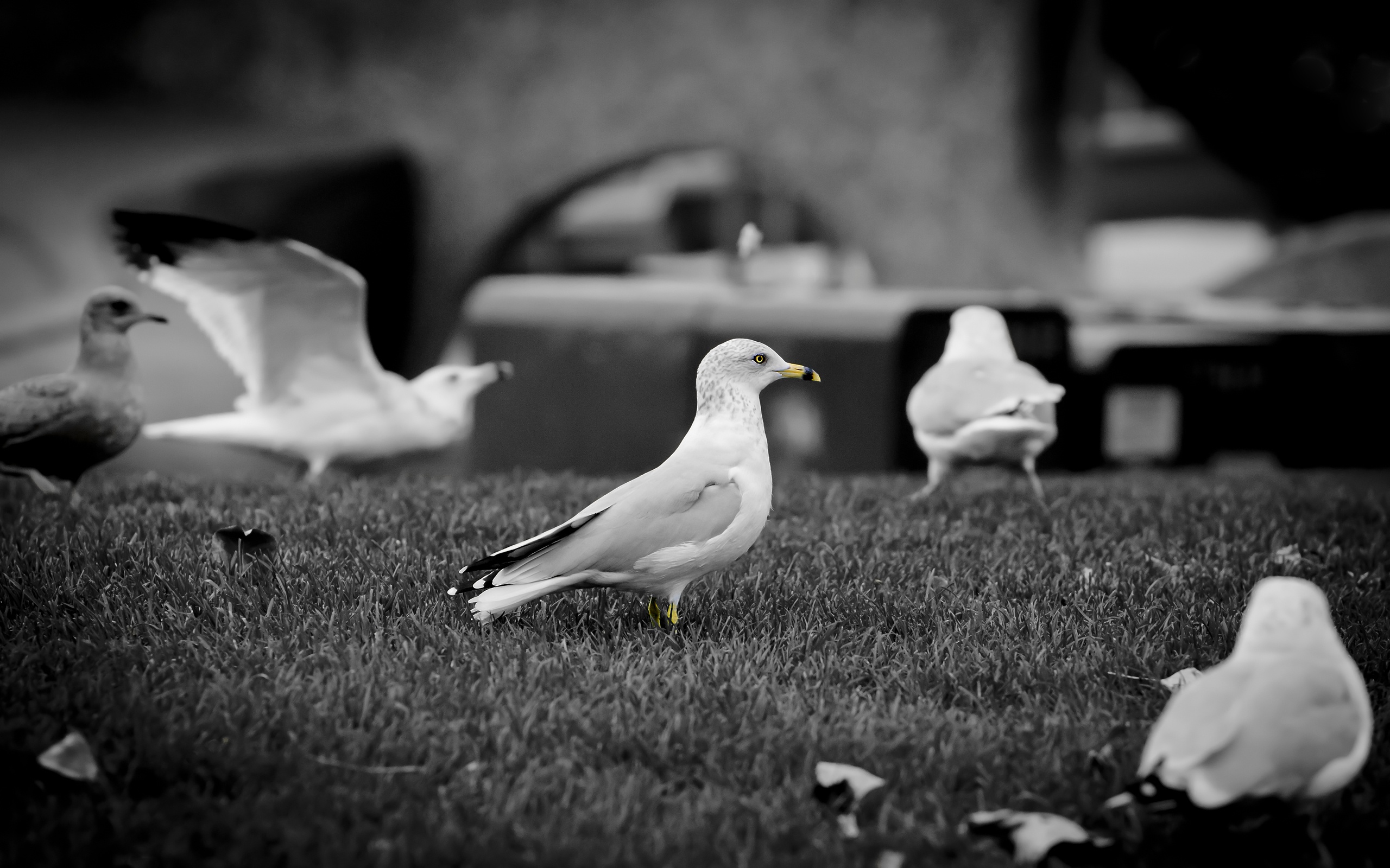 Baixar papel de parede para celular de Pássaro, Aves, Animais gratuito.