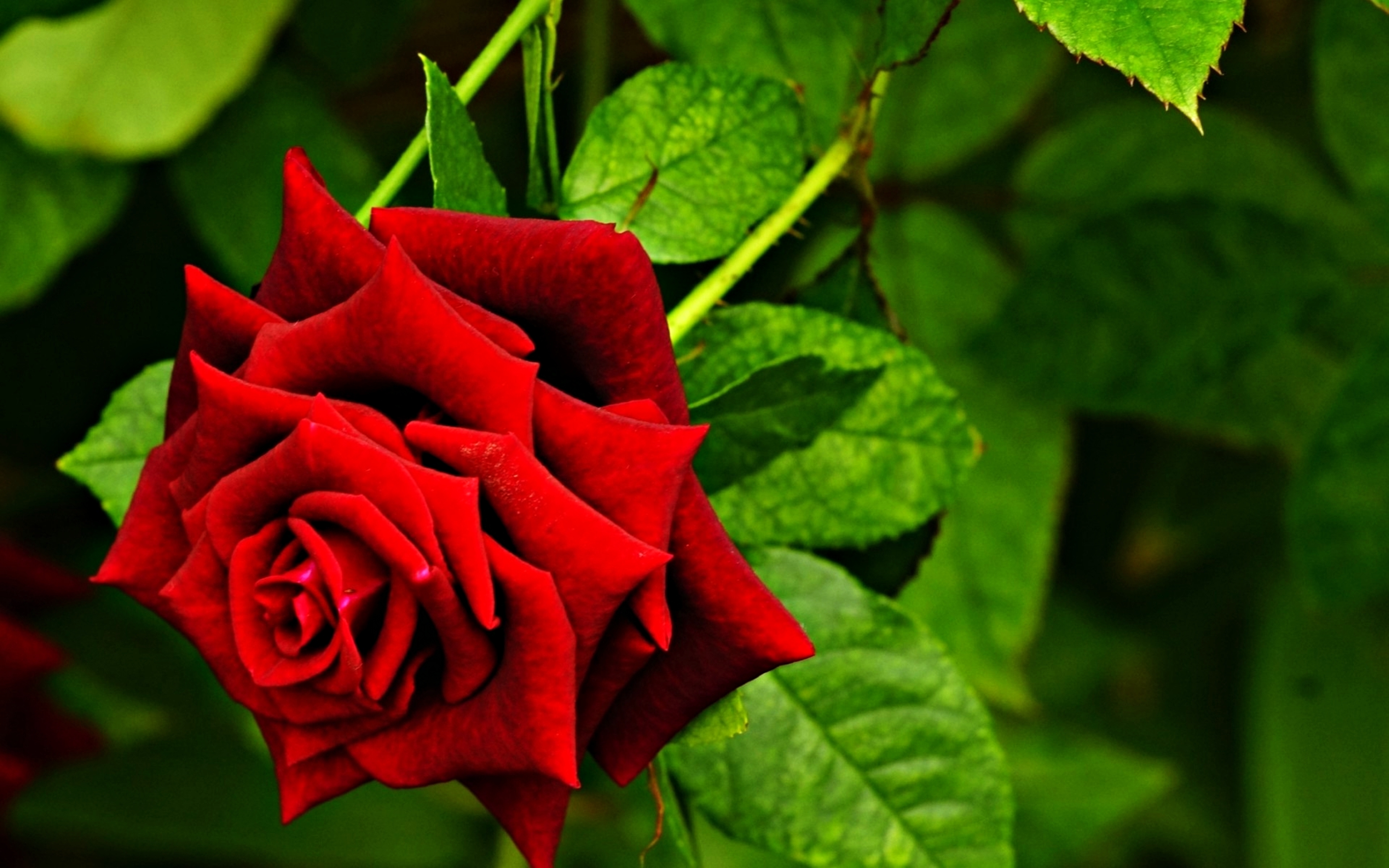 Завантажити шпалери безкоштовно Природа, Квітка, Роза, Земля, Весна, Червона Троянда, Червона Квітка, Флауерзи картинка на робочий стіл ПК