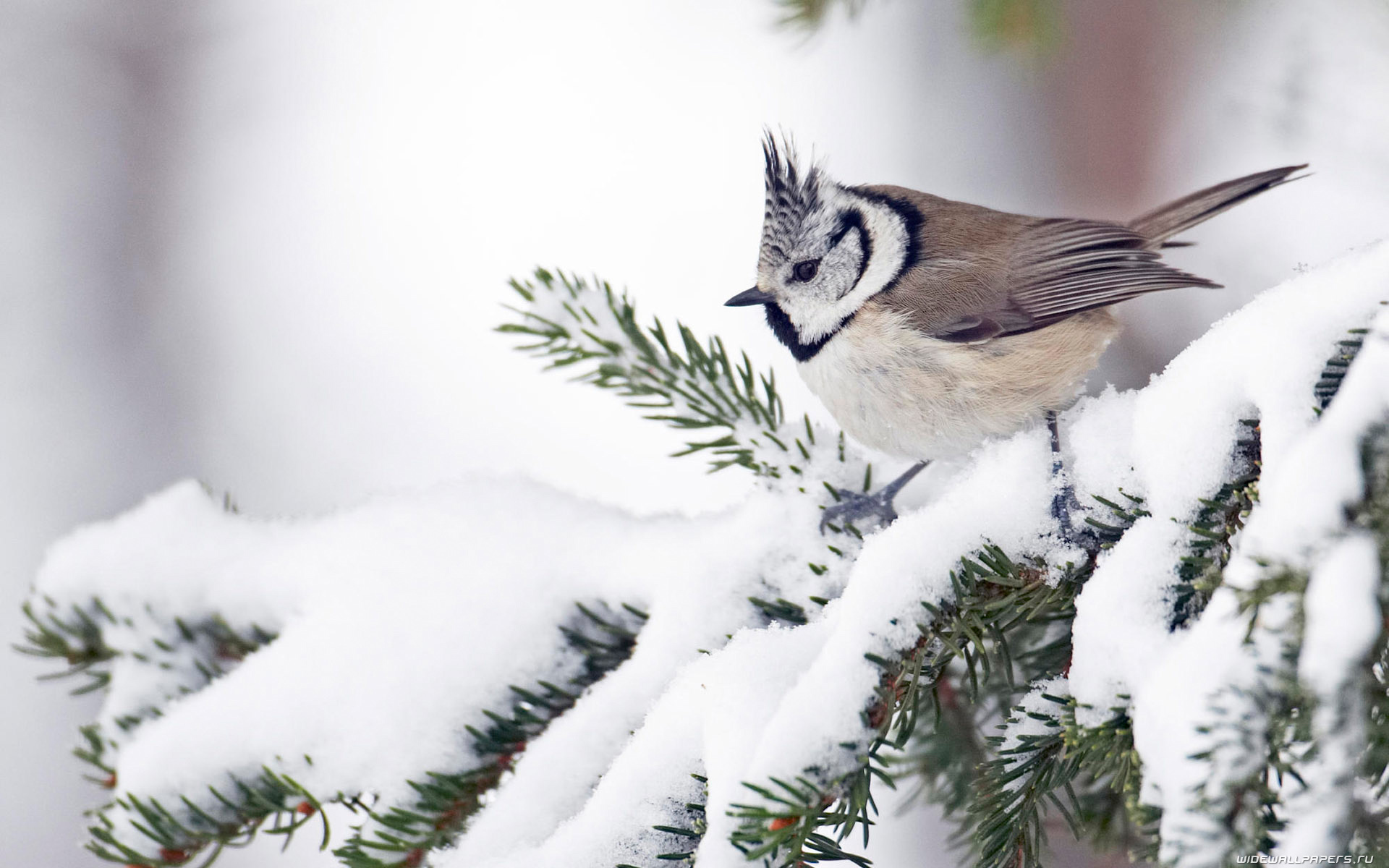 Téléchargez des papiers peints mobile Oiseau, Des Oiseaux, Animaux gratuitement.