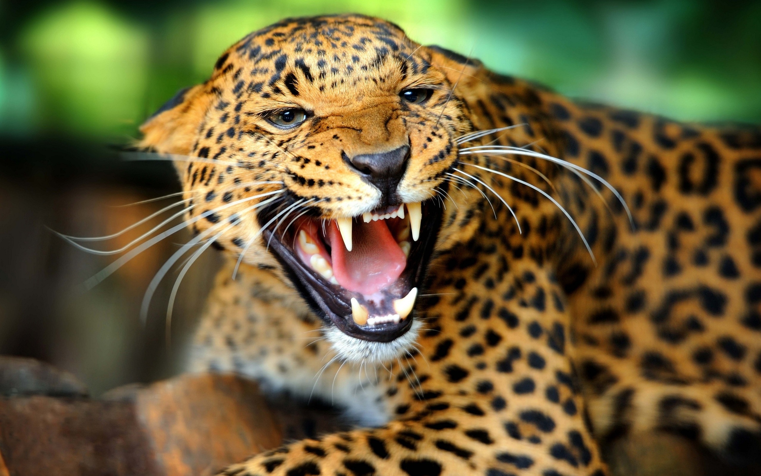 leopard, animal