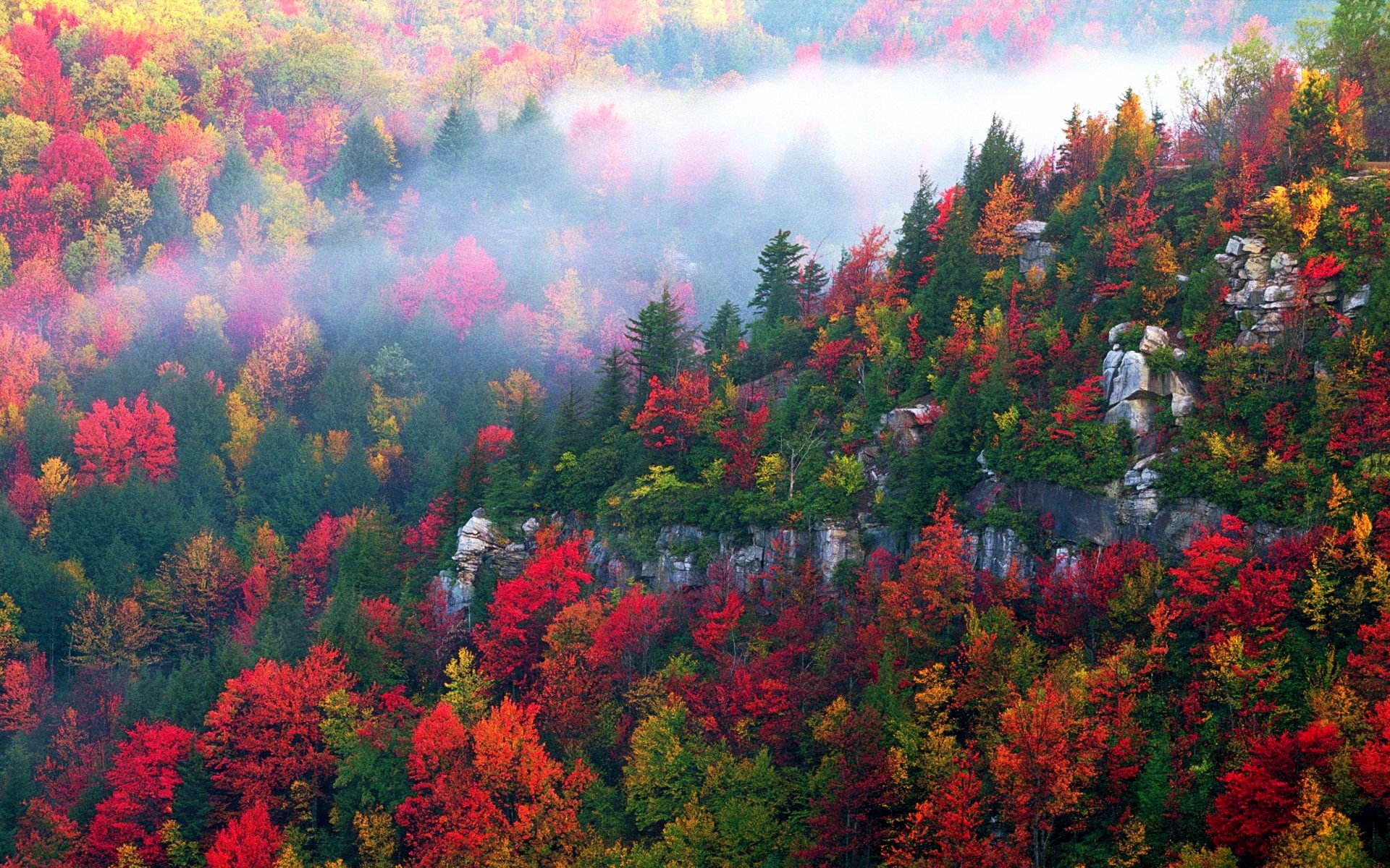 Descarga gratis la imagen Otoño, Bosque, Niebla, Tierra/naturaleza en el escritorio de tu PC