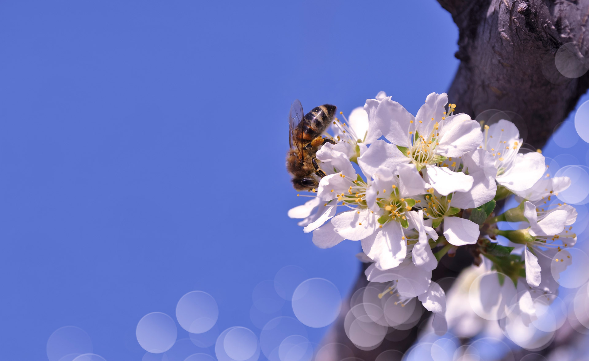 Скачать обои бесплатно Животные, Насекомые, Макро, Насекомое, Пчела, Боке, Белый Цветок картинка на рабочий стол ПК