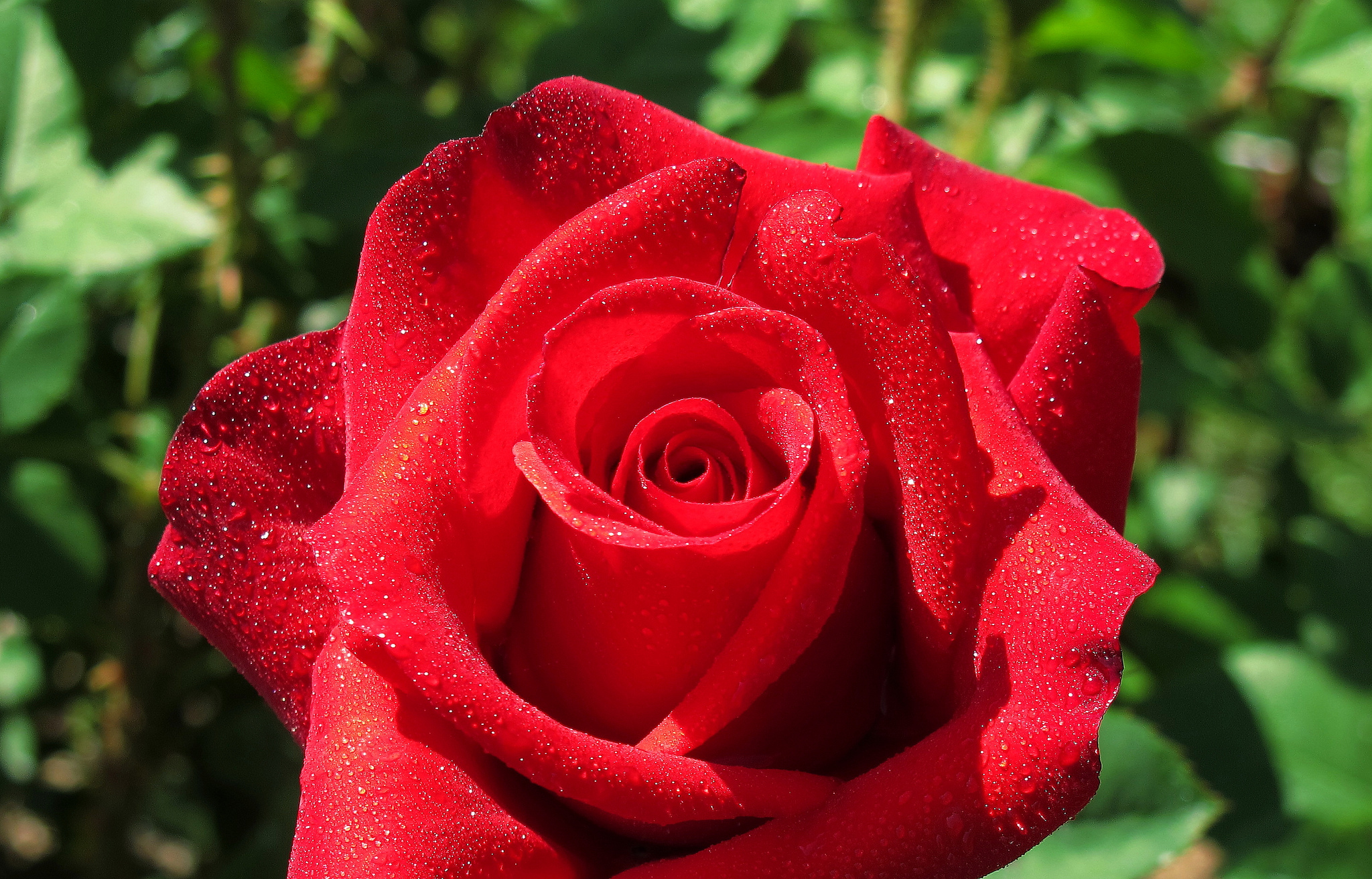 rose, rose flower, drops, macro, petals High Definition image