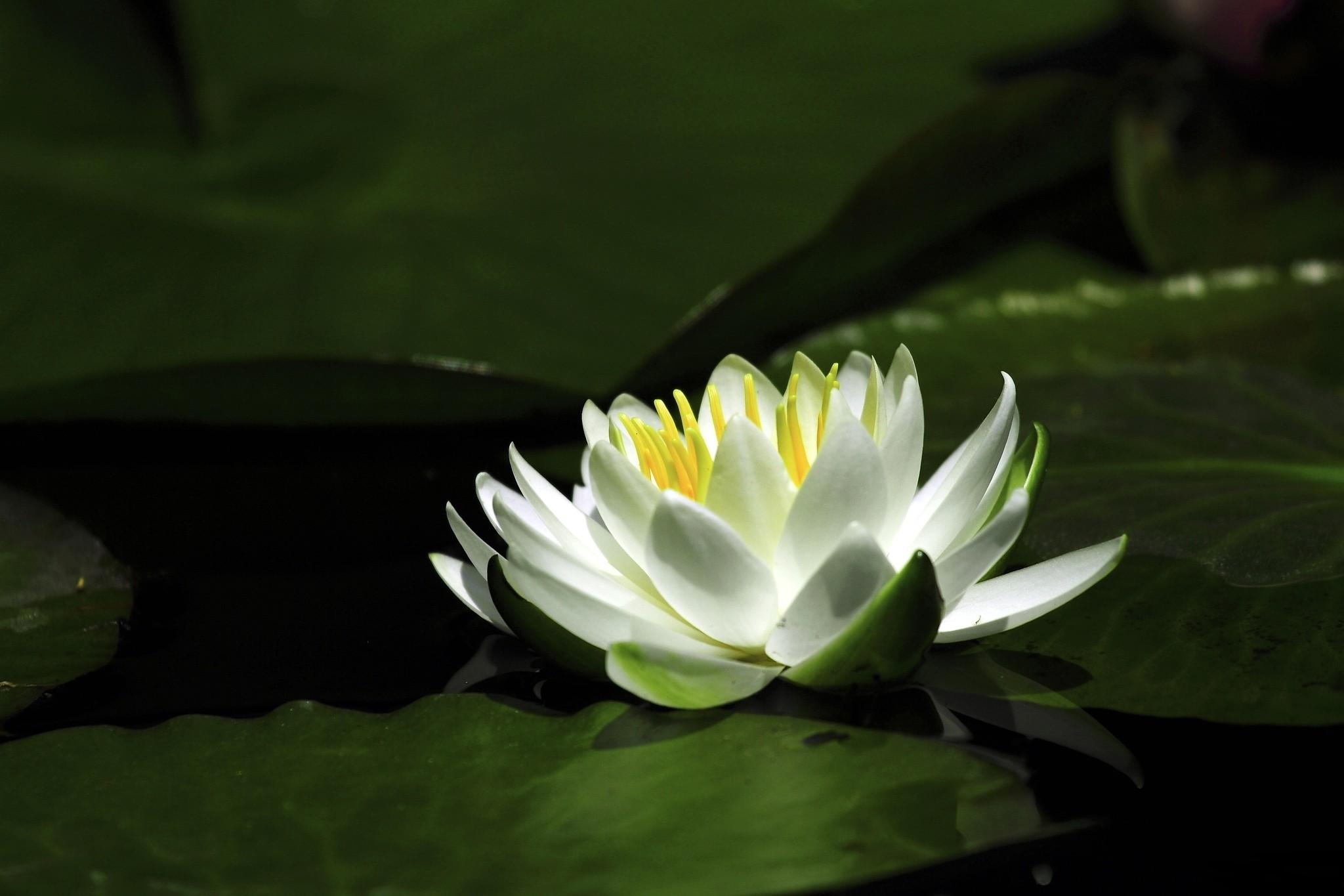 Free download wallpaper Water Lily, Flowers, Snow White, Water, Leaves on your PC desktop