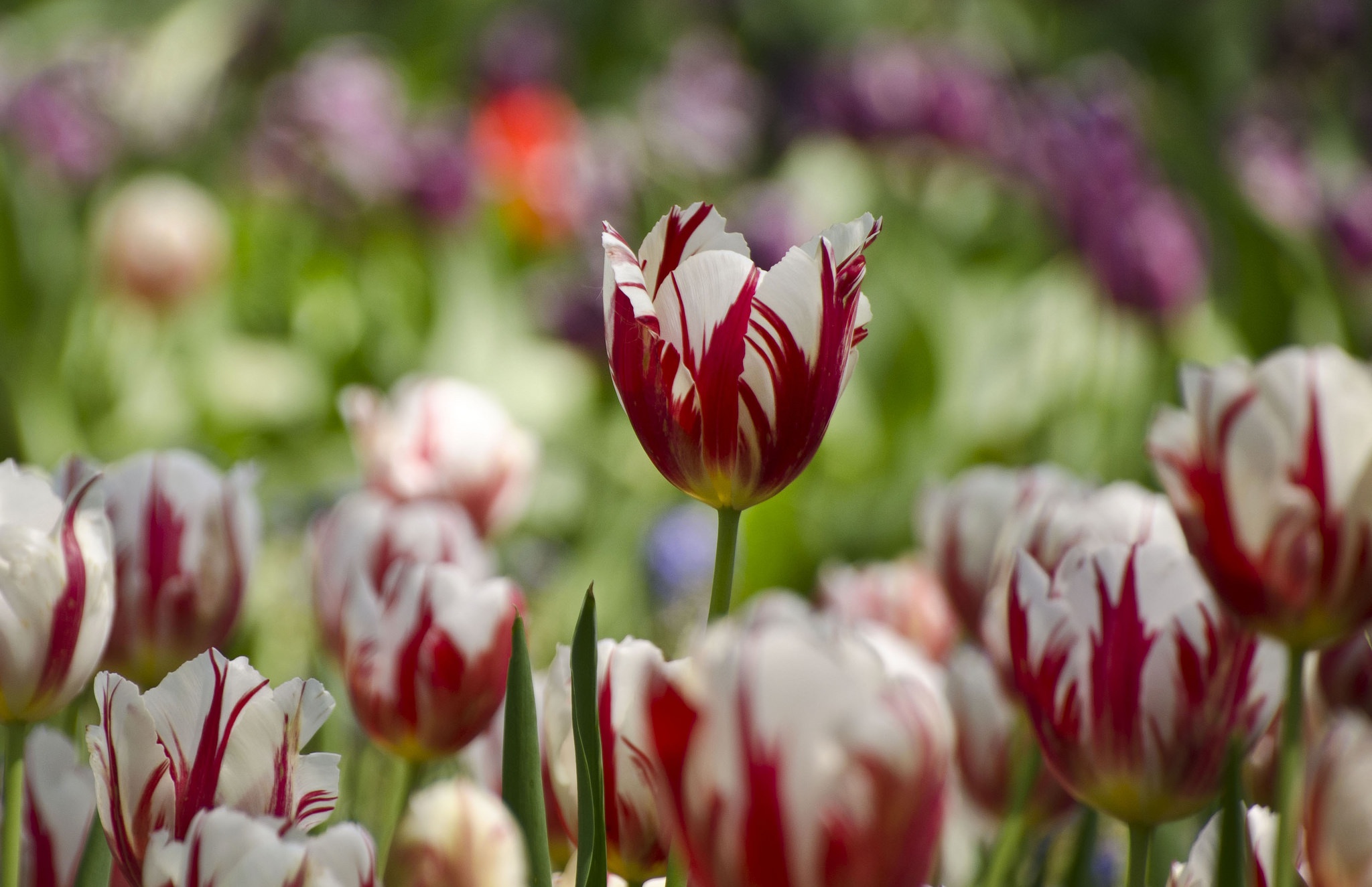 Download mobile wallpaper Nature, Flowers, Flower, Earth, Tulip, Depth Of Field for free.