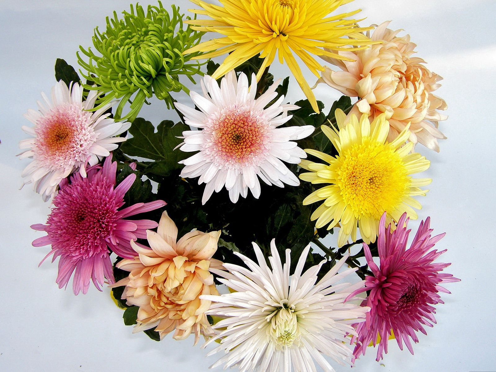 flowers, chrysanthemum, bright, bouquet, different