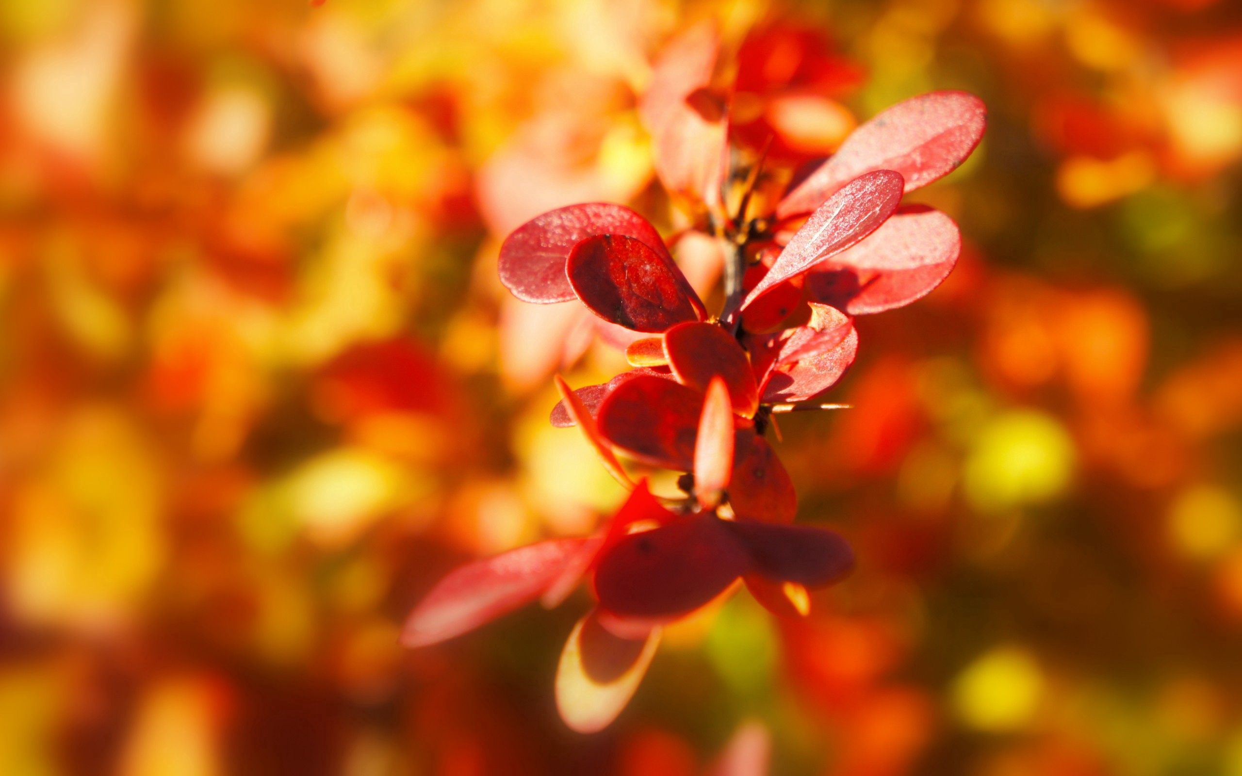 Скачать картинку Растение, Макро, Листья, Осень, Фон в телефон бесплатно.