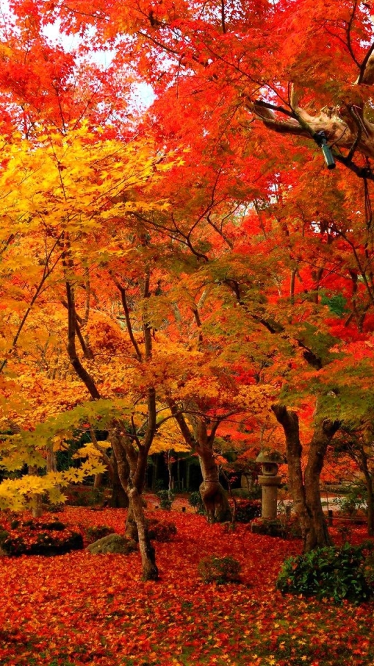 Скачать картинку Осень, Парк, Дерево, Ограда, Изгородь, Фотографии, Падать, Сделано Человеком в телефон бесплатно.