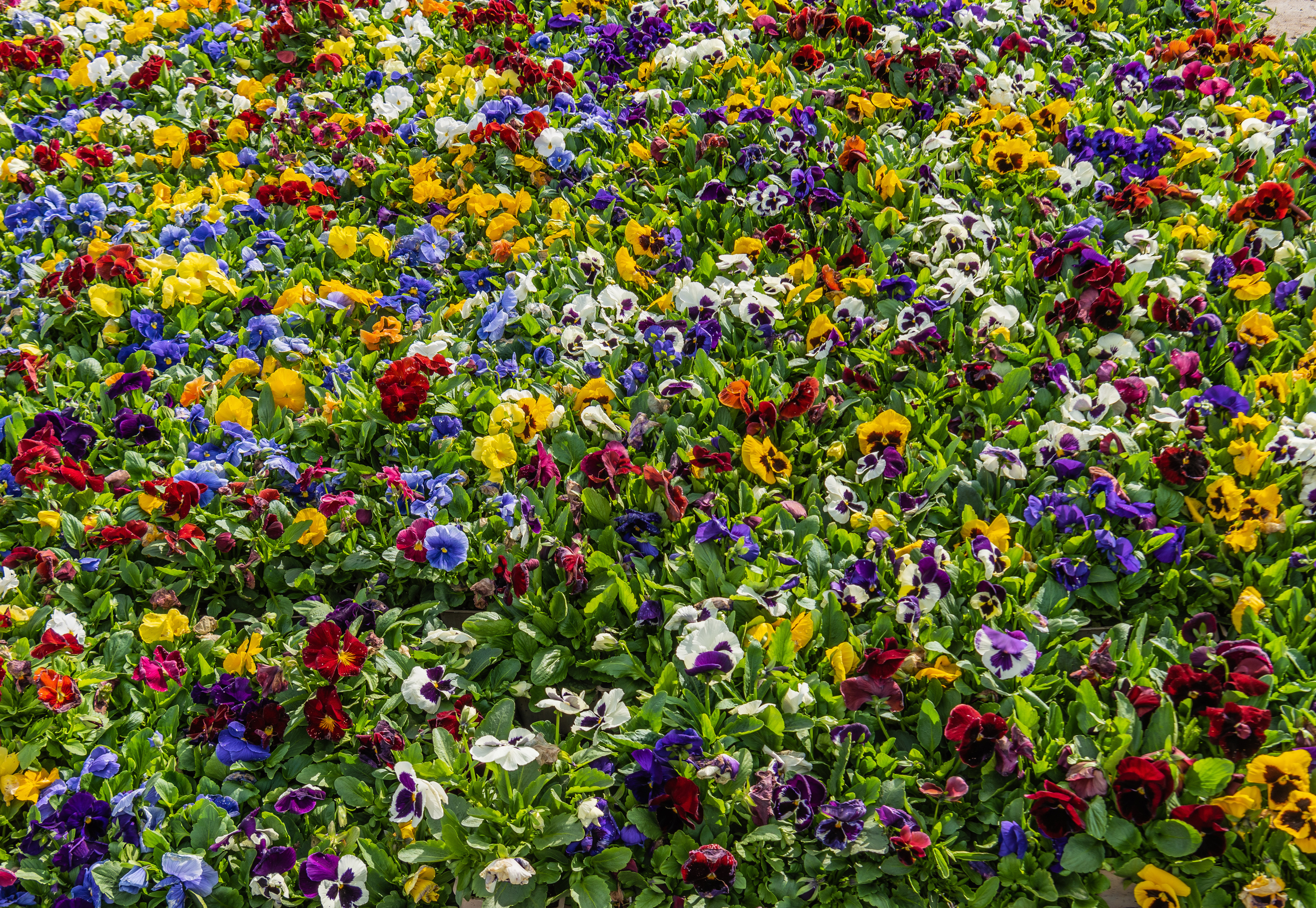 Baixe gratuitamente a imagem Flores, Flor, Cores, Colorido, Terra/natureza, Amor Perfeito De Jardim na área de trabalho do seu PC