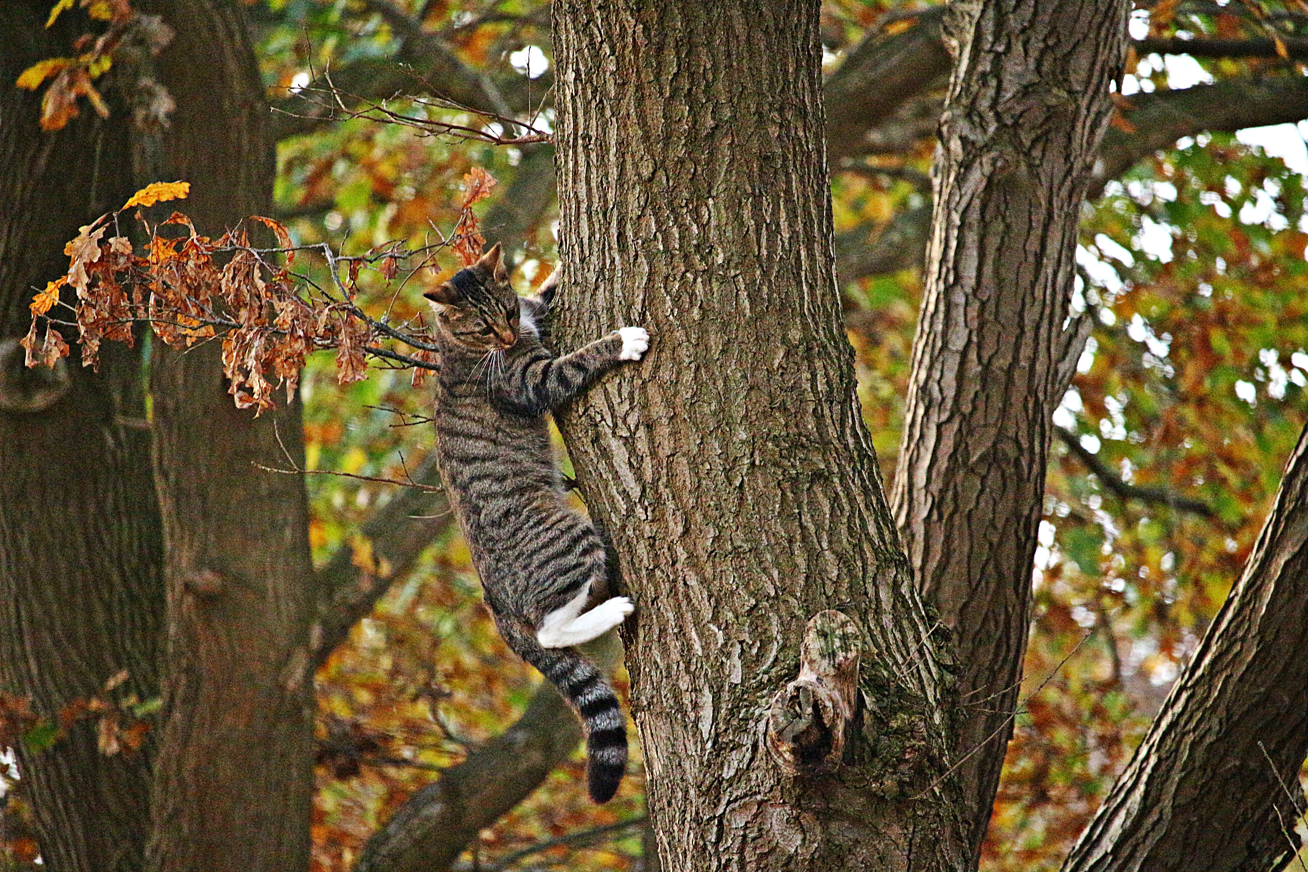 Download mobile wallpaper Wood, Tree, Climb, Animals, Cat, Autumn for free.