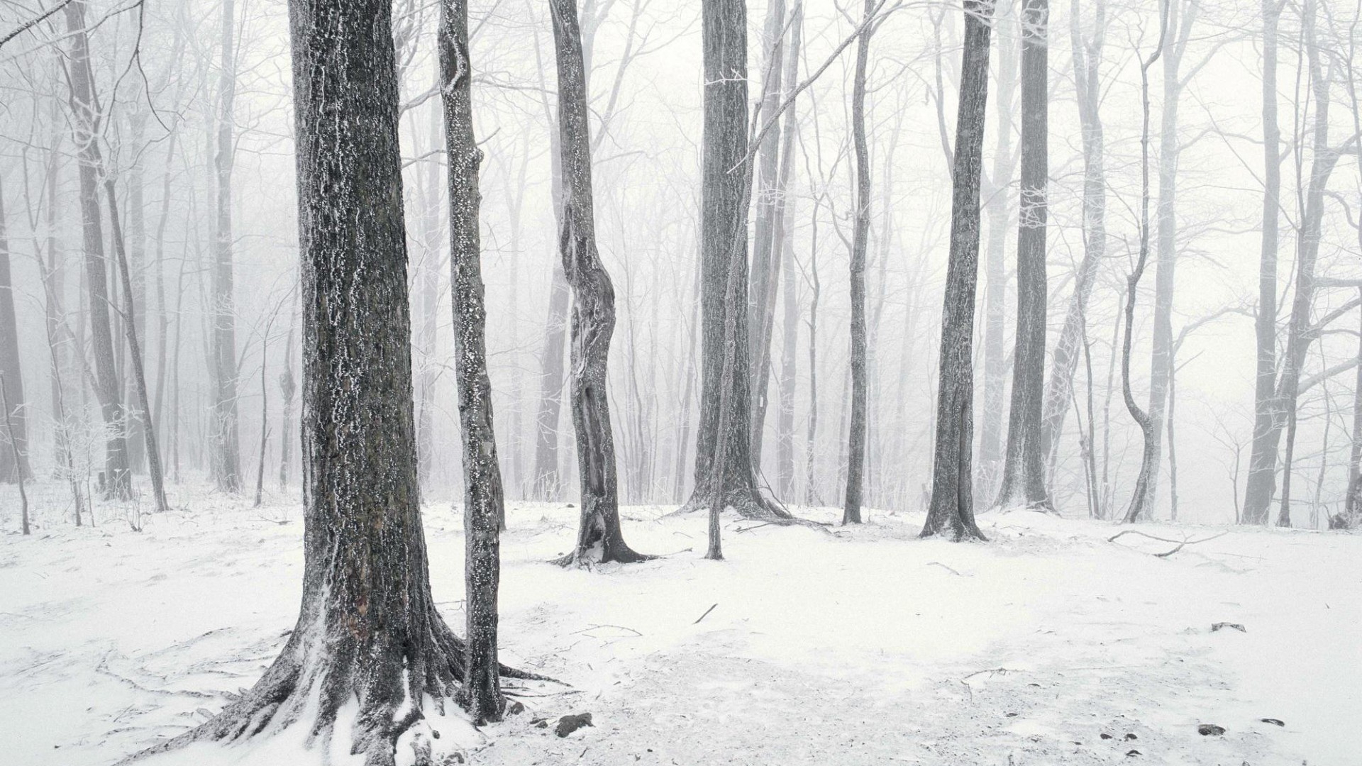 Laden Sie das Winter, Erde/natur-Bild kostenlos auf Ihren PC-Desktop herunter