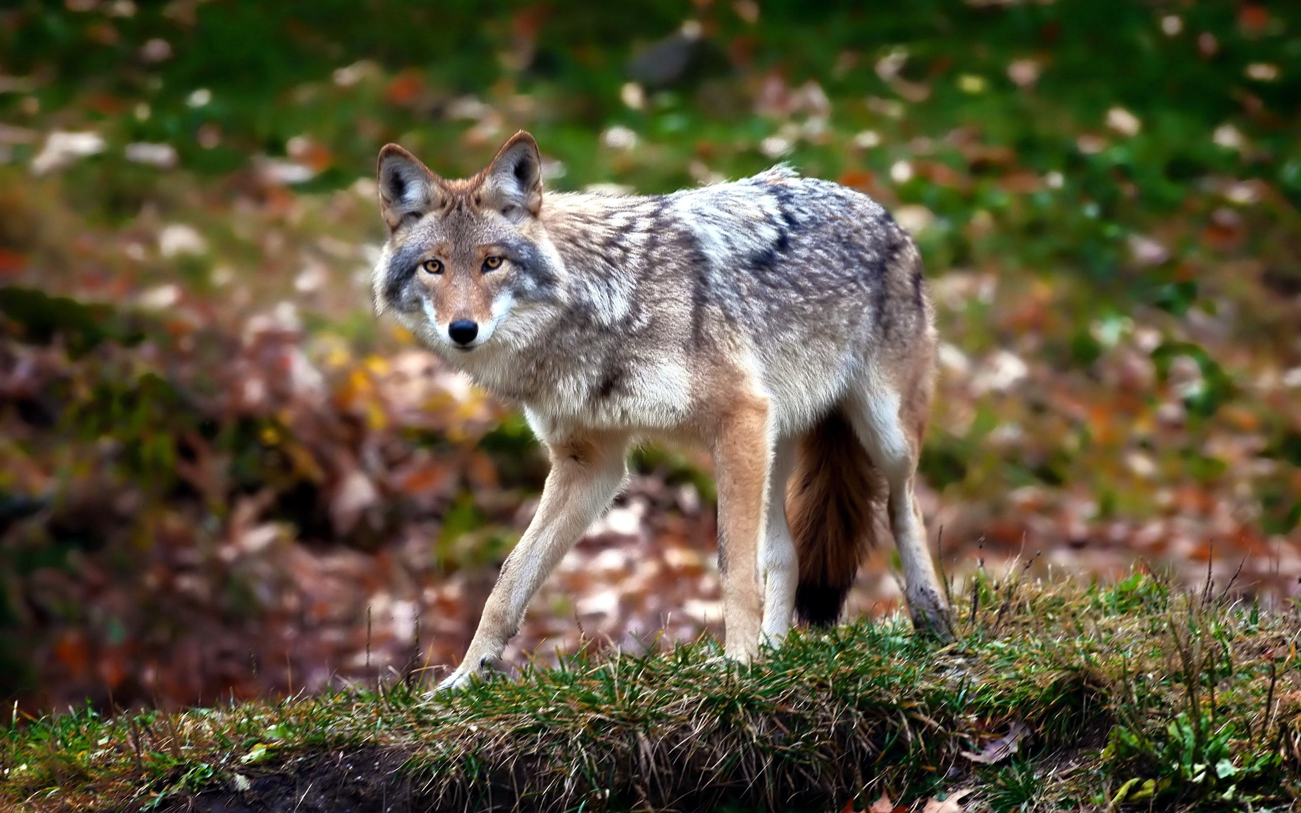 561096 télécharger l'image animaux, coyote - fonds d'écran et économiseurs d'écran gratuits