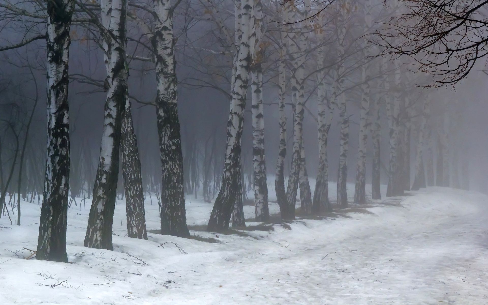 Free download wallpaper Nature, Birches, Fog, Snow on your PC desktop
