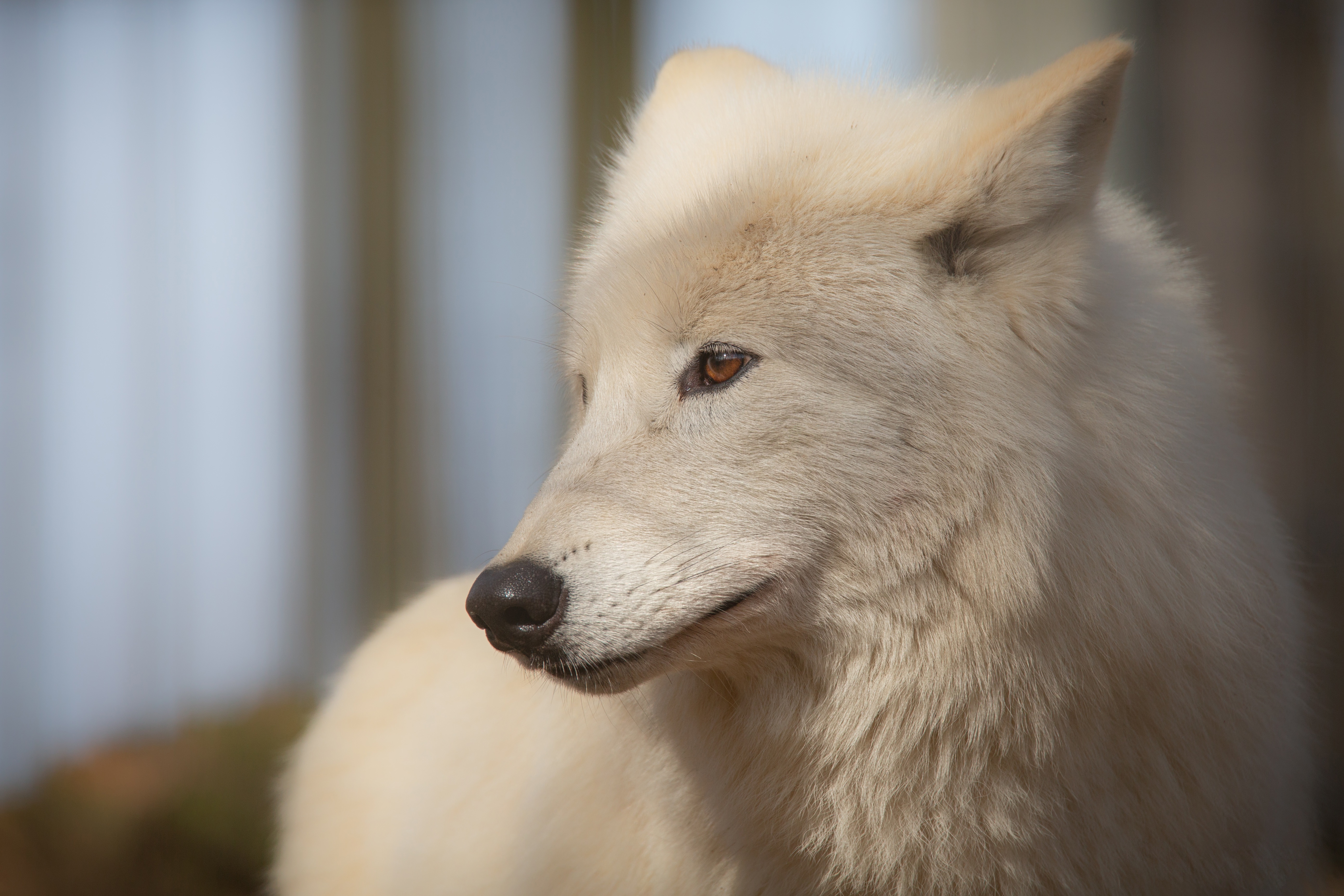 Baixar papel de parede para celular de Animais, Lobos, Lobo gratuito.