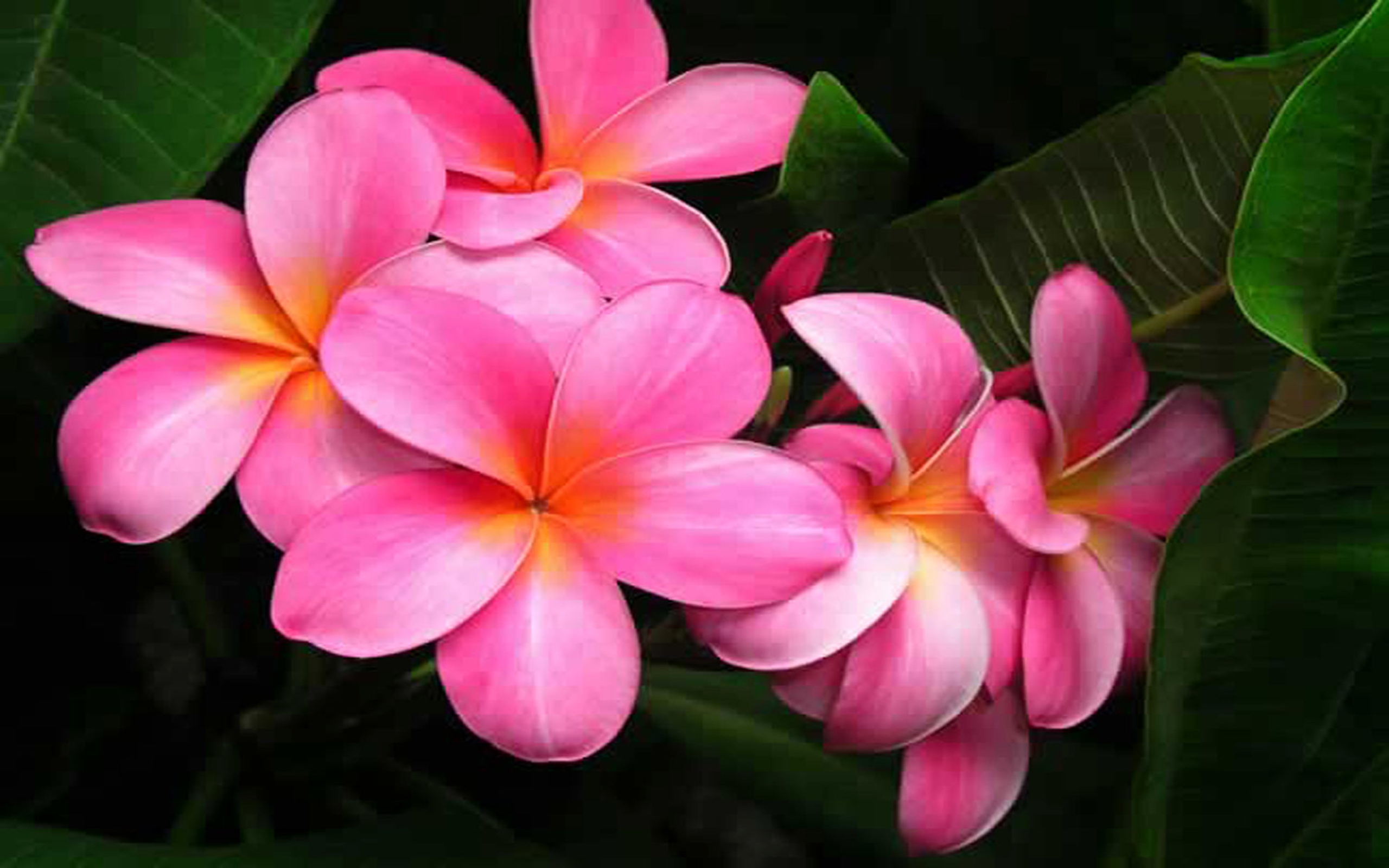 Laden Sie das Blume, Blatt, Erde, Plumeria, Frangipani, Erde/natur, Pinke Blume-Bild kostenlos auf Ihren PC-Desktop herunter